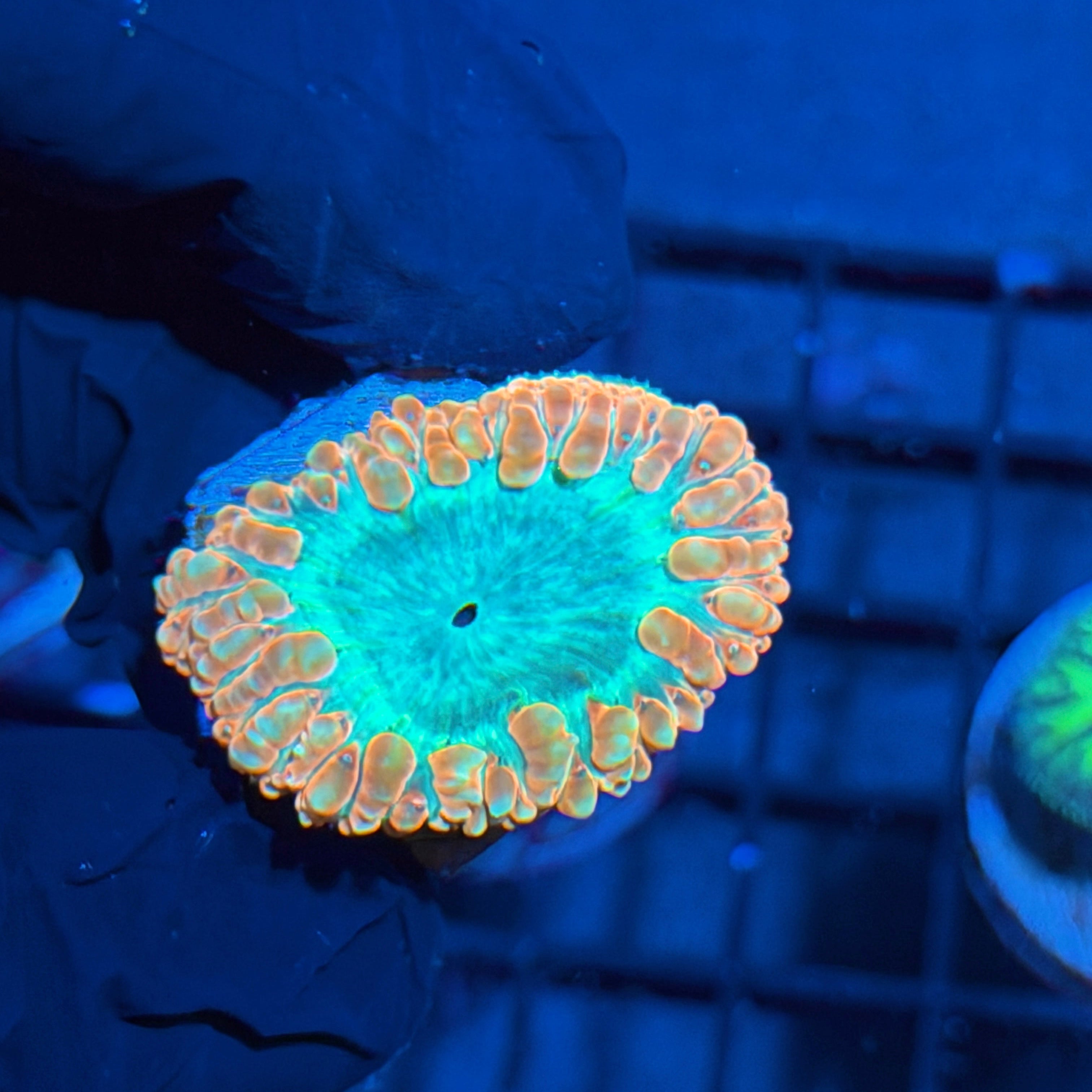 JEA Creamsicle Blastomussa Coral 6/3