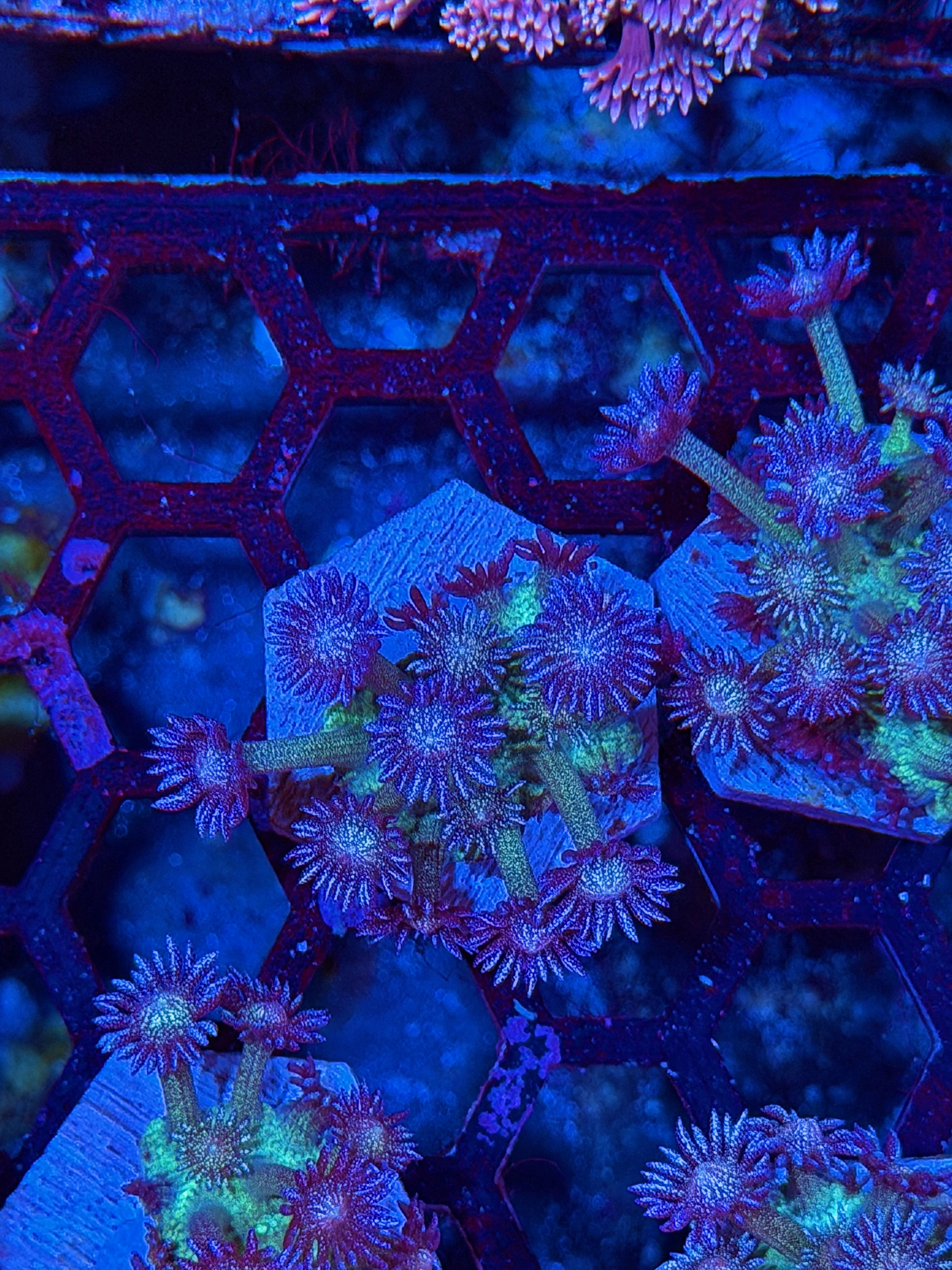 JEA Glitter Frenzy Goniopora Coral *New Release*