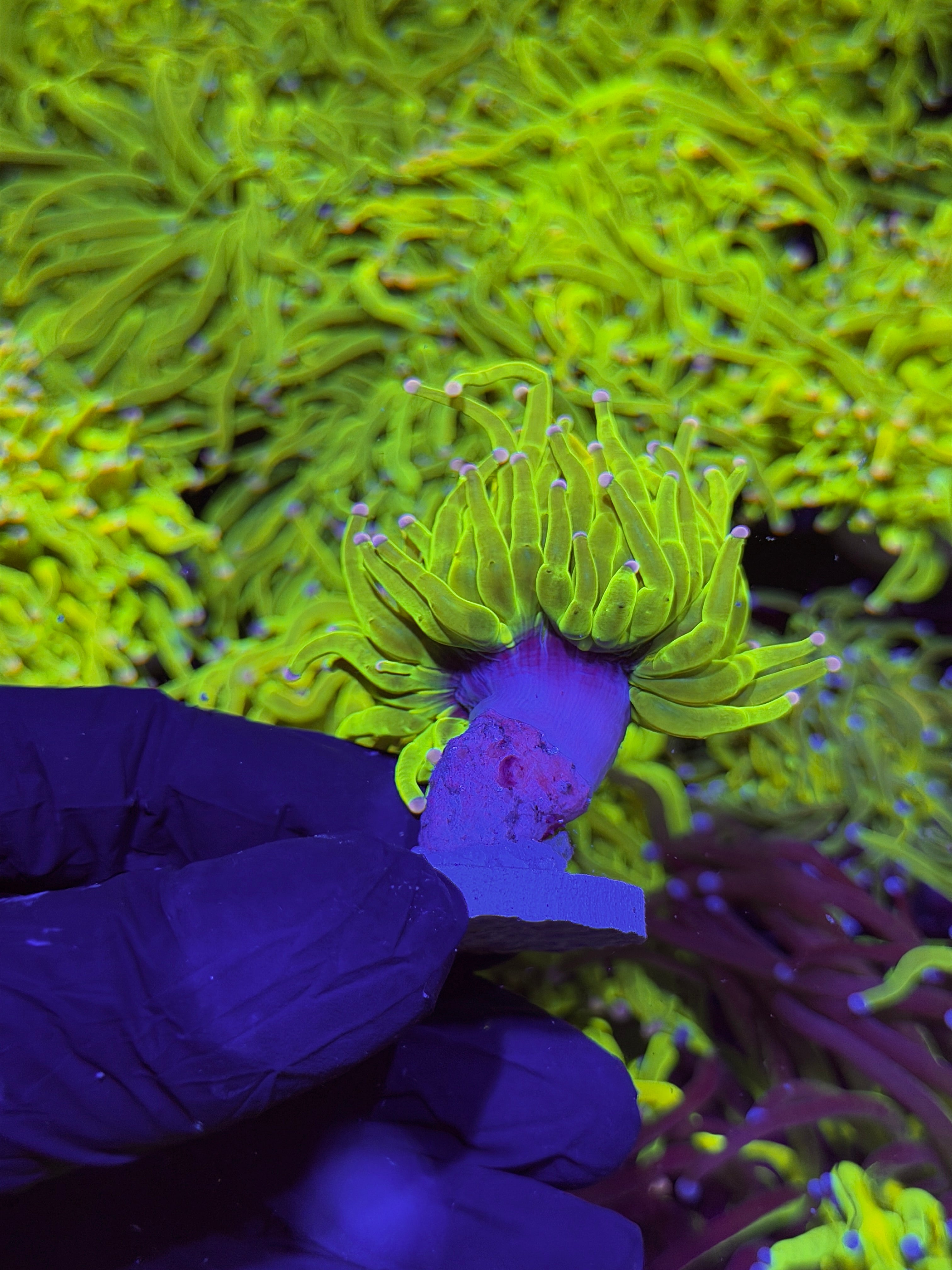 JEA Care Bears Holy Grail Torch Coral ( Pink Tips )