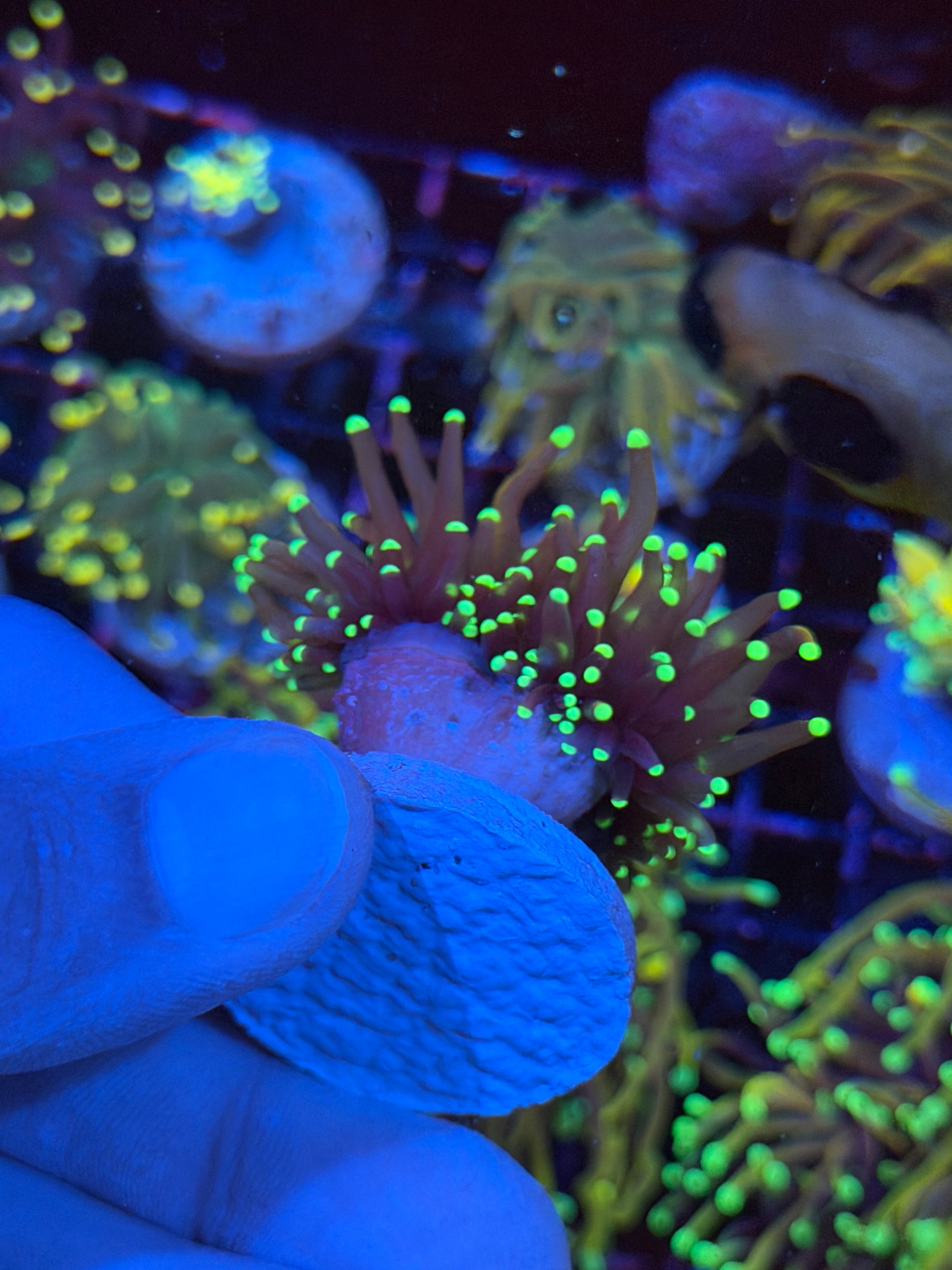 JEA Jester Torch Coral Cluster Splitting 3 Ways