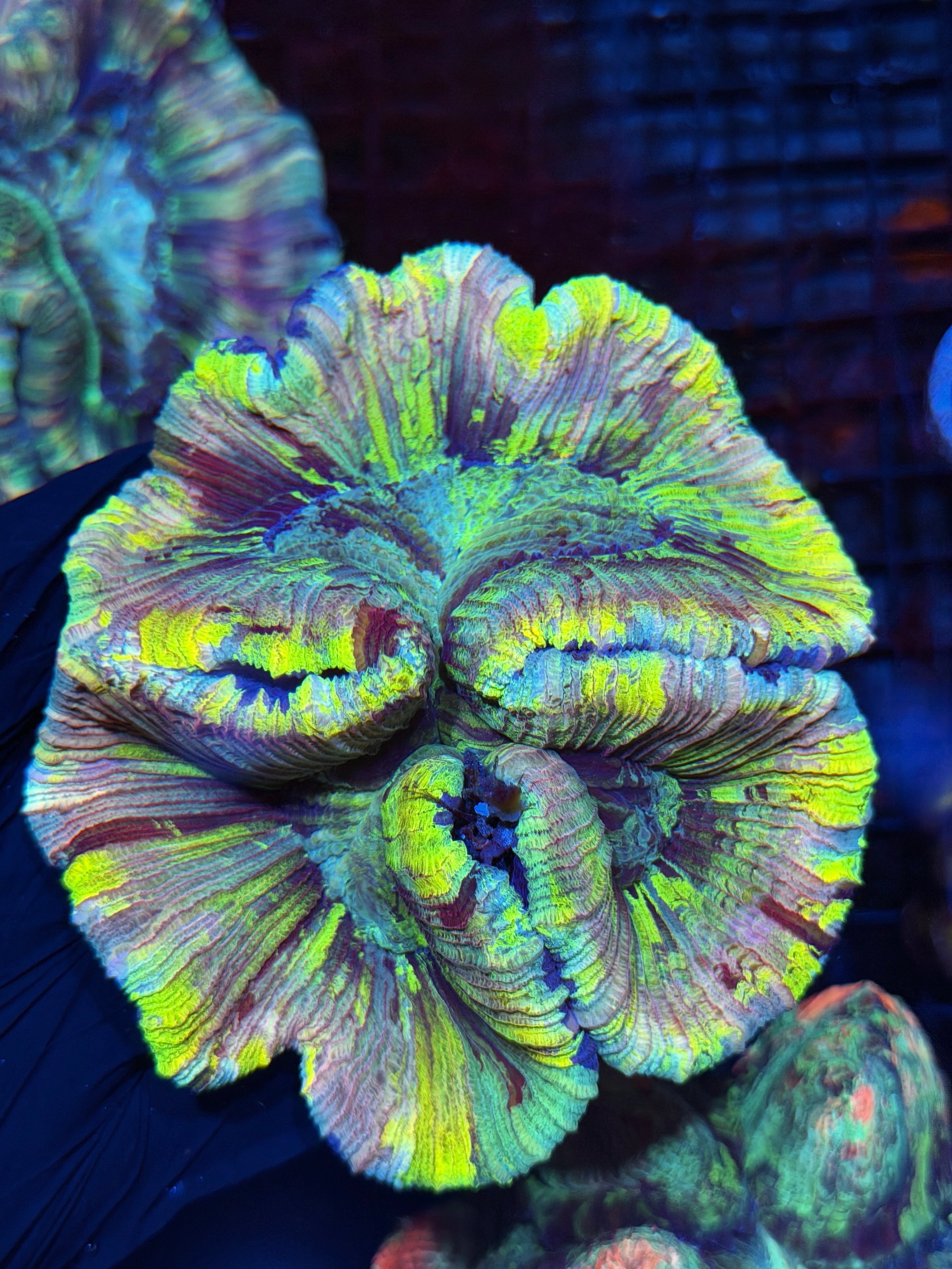 Rainbow Tie Dye Trachyphyllia Meat Coral XXL