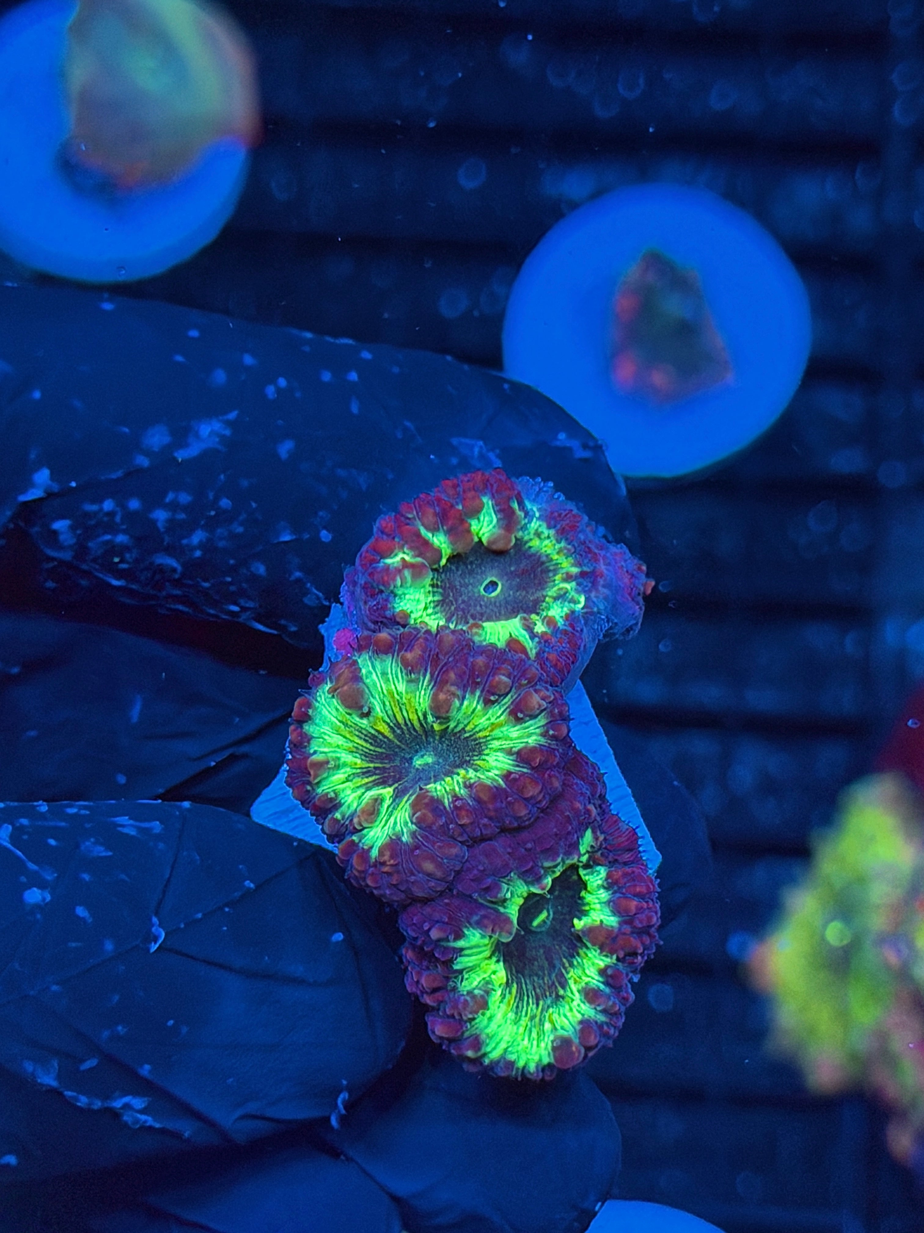 JEA Ghostbusters Blastomussa Coral 3 Heads *New Release* 9/6
