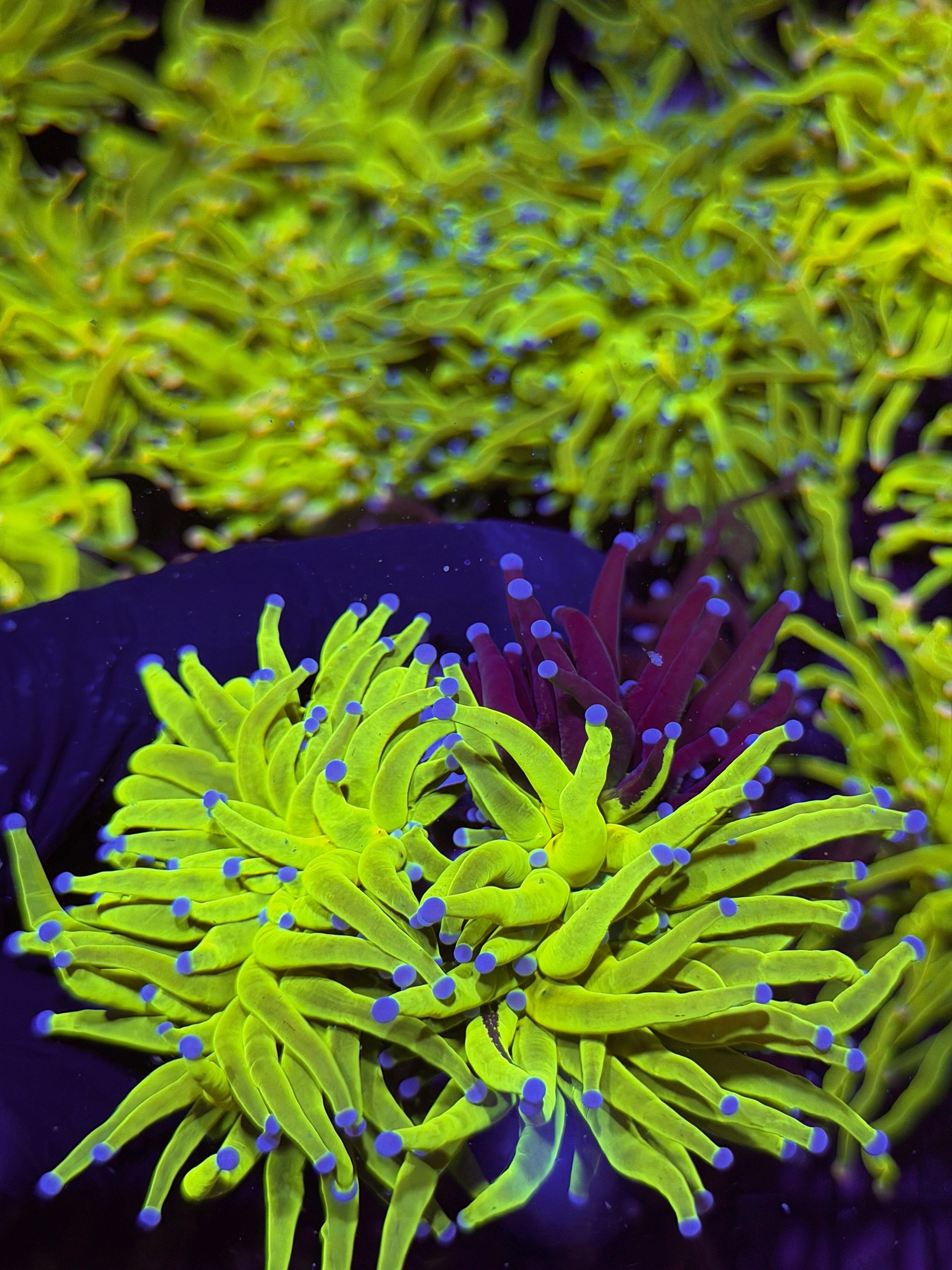JEA Grafted Holy Grail Torch Coral 2 Heads XXXL Show Piece 7/22