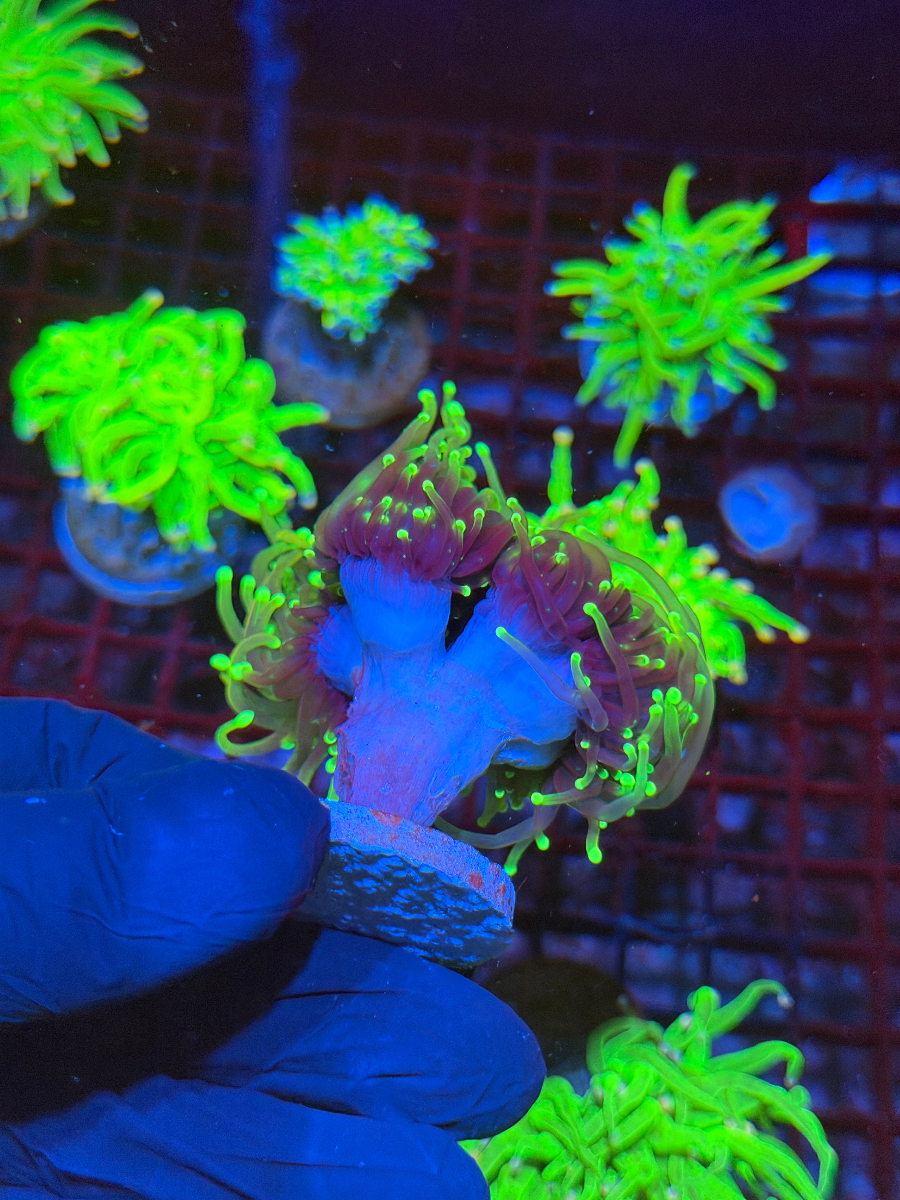 JEA Dragon Fire Torch Coral 4 Heads XL Mini Colony 9/6