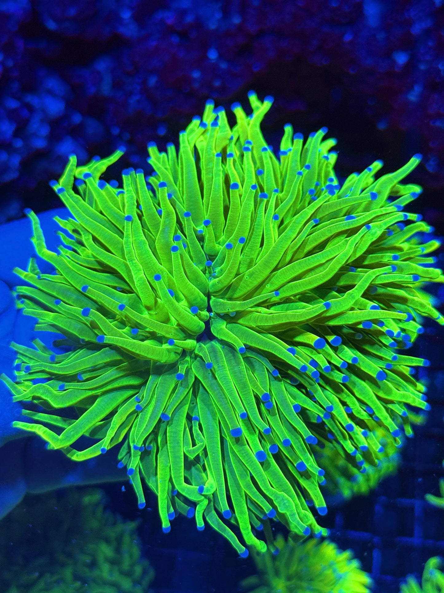 Jay's Exotic Coral Auctions