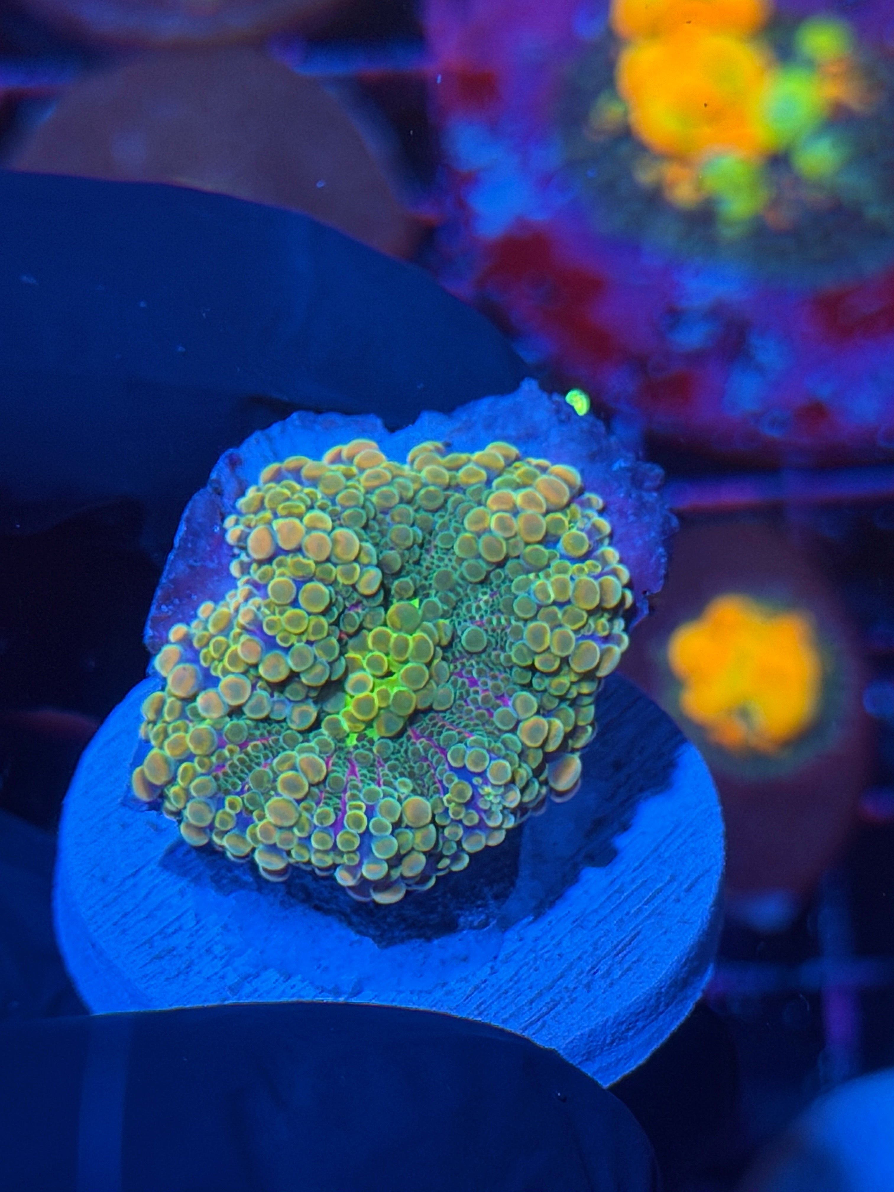 JEA Cosmic Candy Gumball Yuma Mushroom Coral 11/28