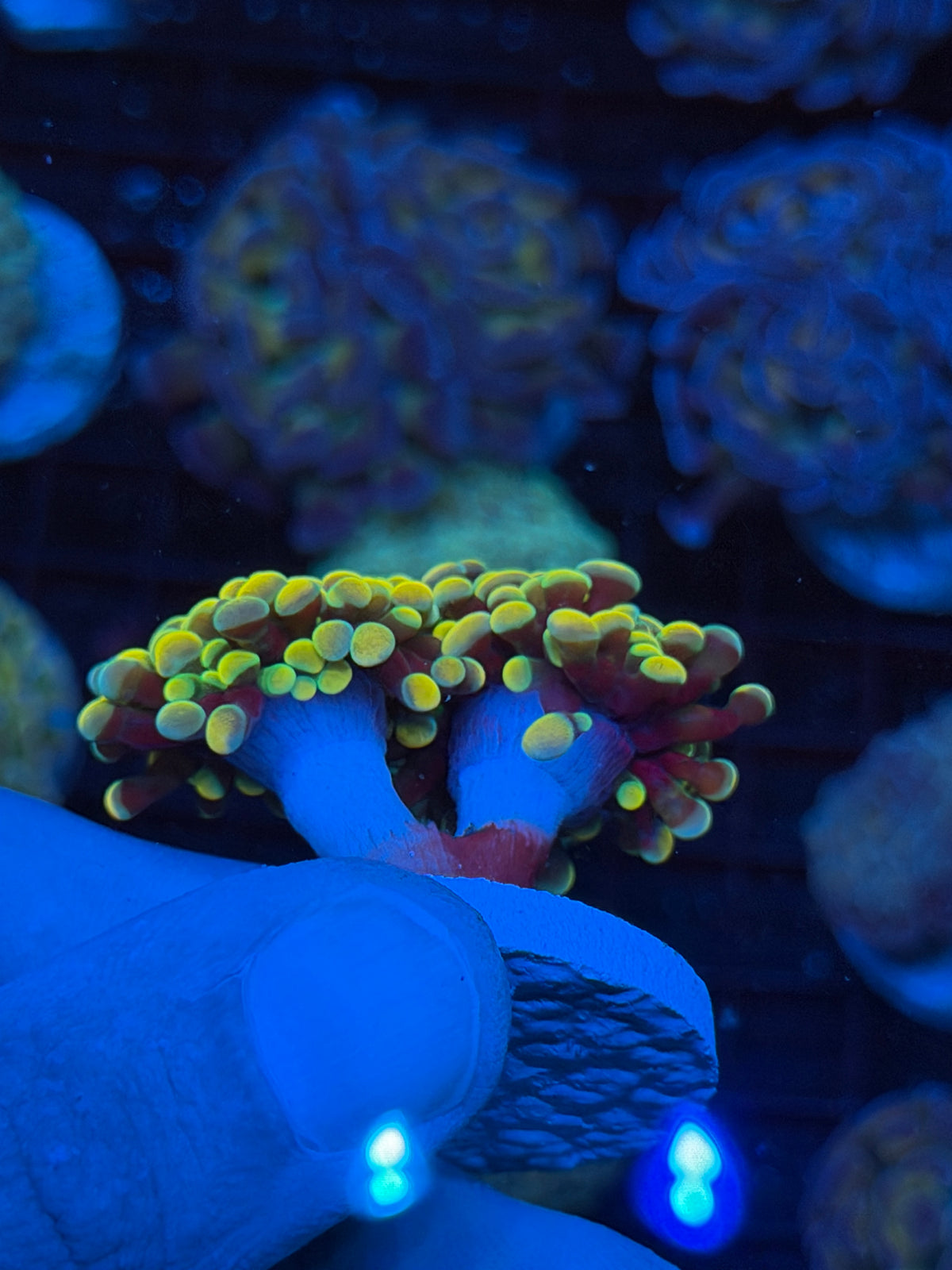 JEA Holy Grail Hammer Coral 2 Heads XL 9/21