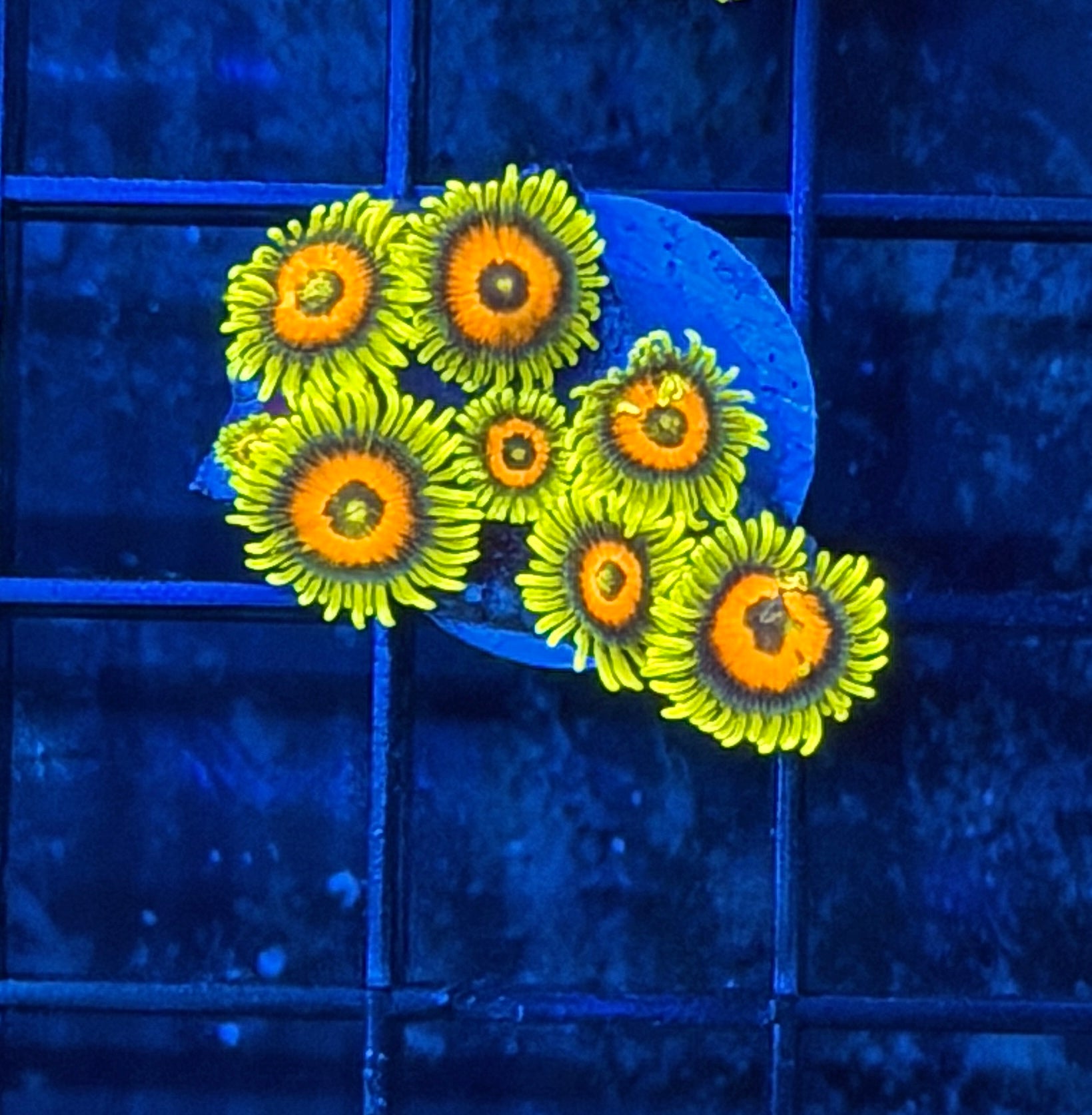JEA Super Saiyan Zoanthid Coral 8 Polyps 9/6