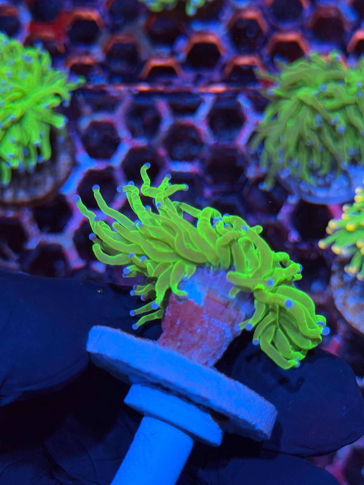 JEA Todd’s Torch Coral 1 Head XL 9/21