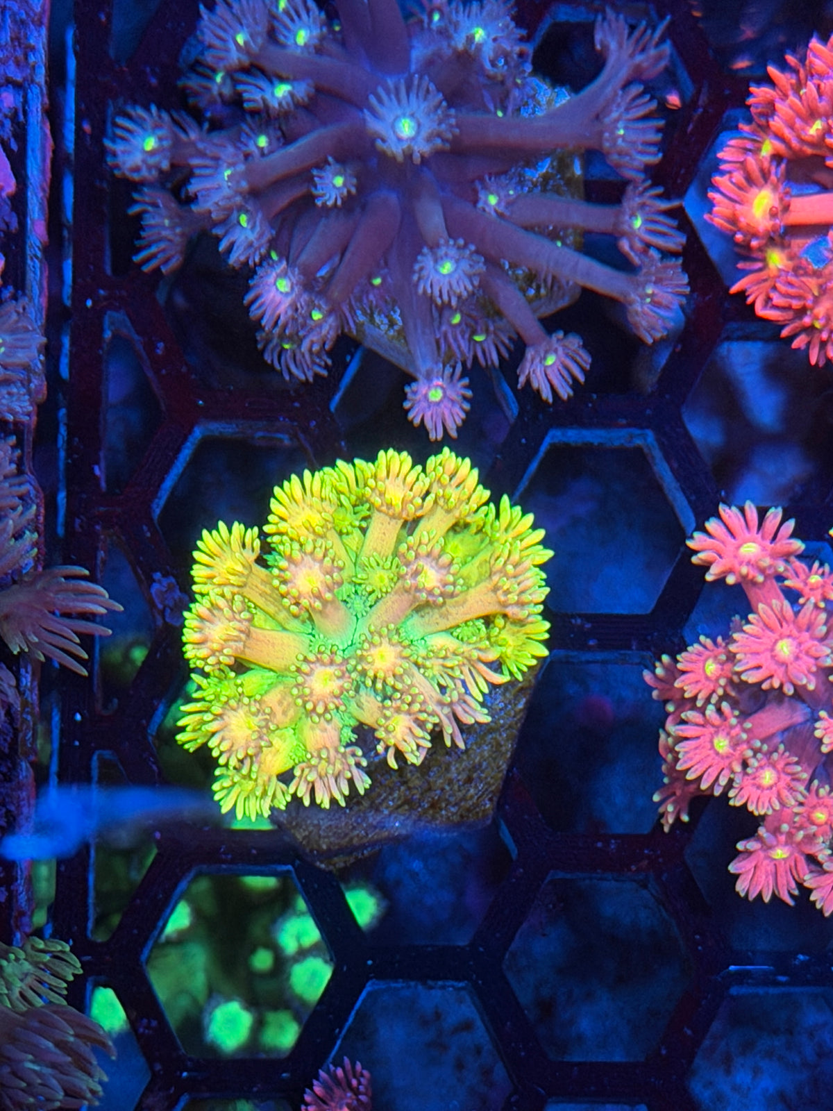 JEA Rainbow Crayon Goniopora Coral