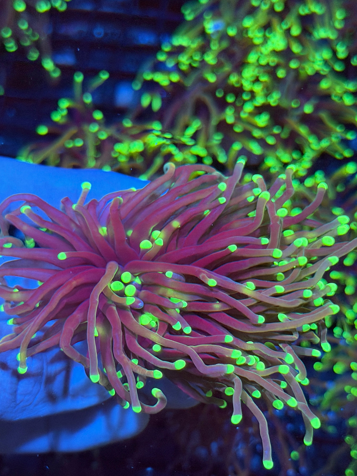 JEA Glowstick Torch Coral 2 Heads XXL 9/22