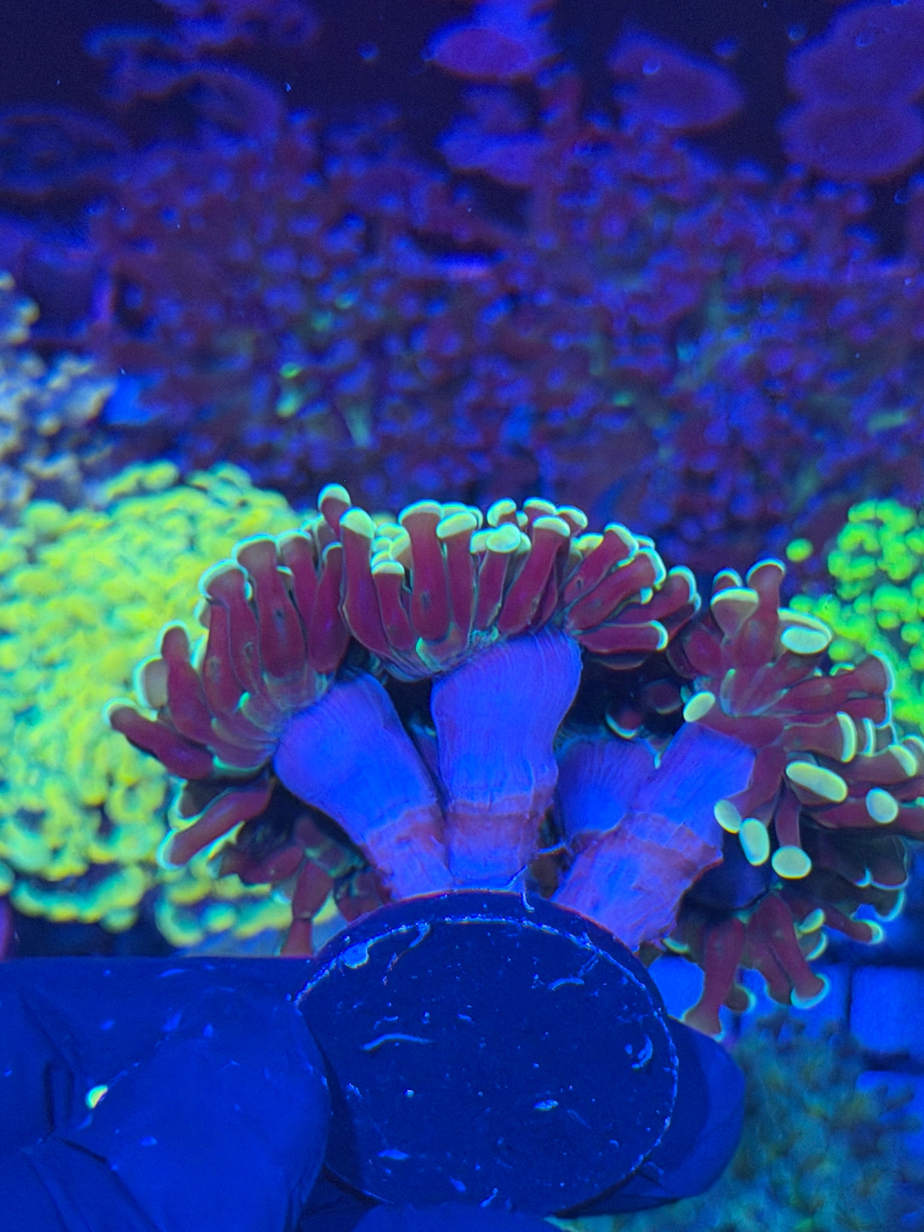 JEA  Golden  Boy Hammer Coral Colony XXXL 7+ Heads 7/22