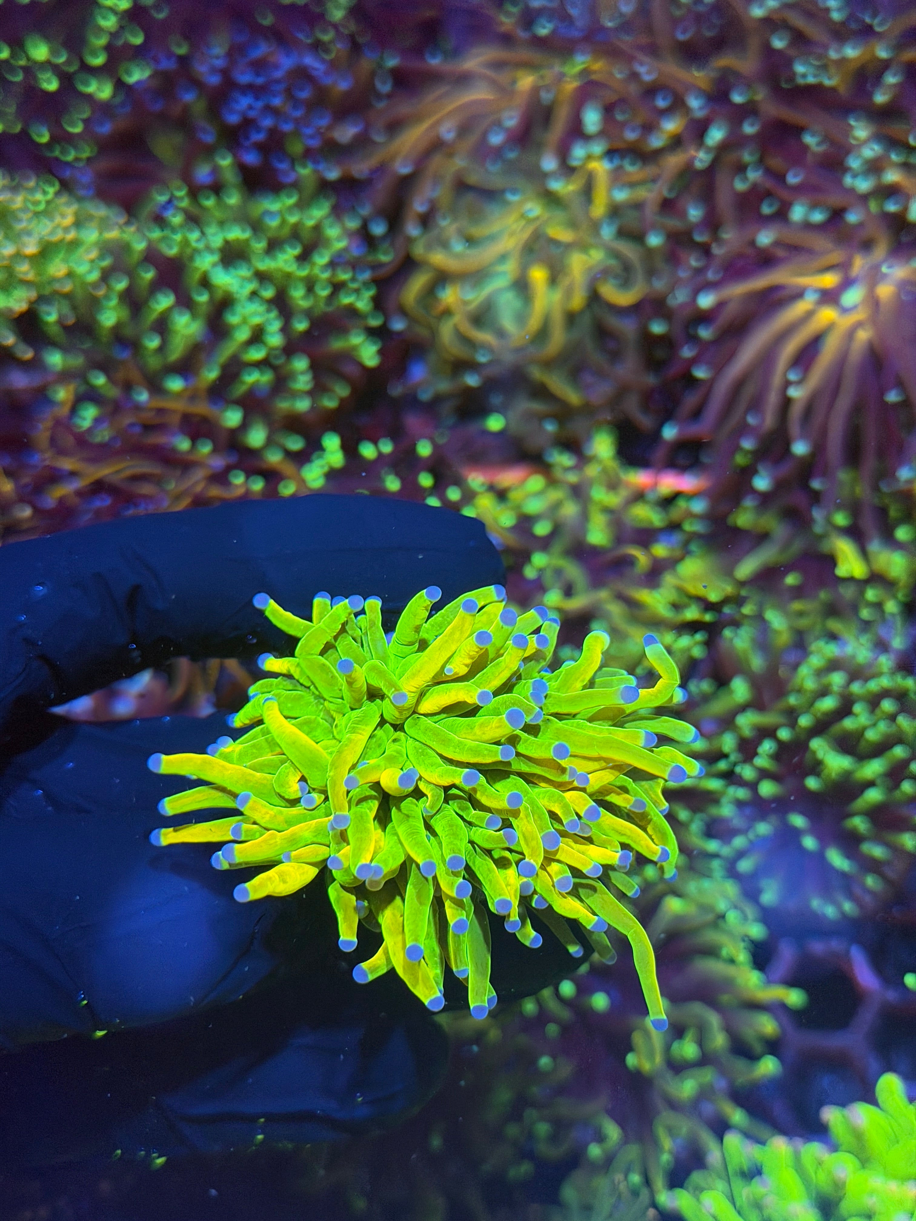JEA Holy Grail Torch Coral 1 Head Bright