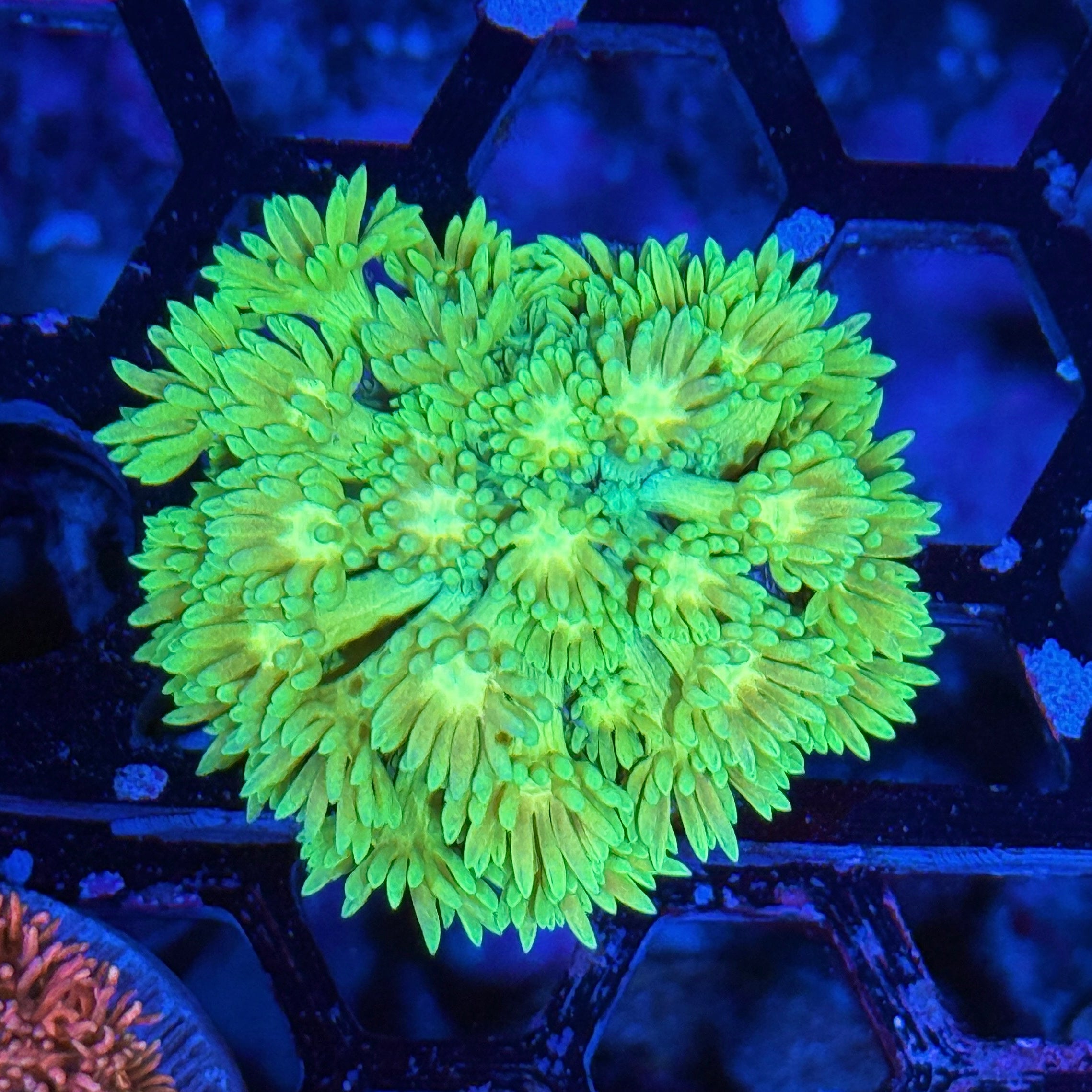 JEA Limeade Goniopora Coral 10/12
