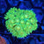 Goniopora
