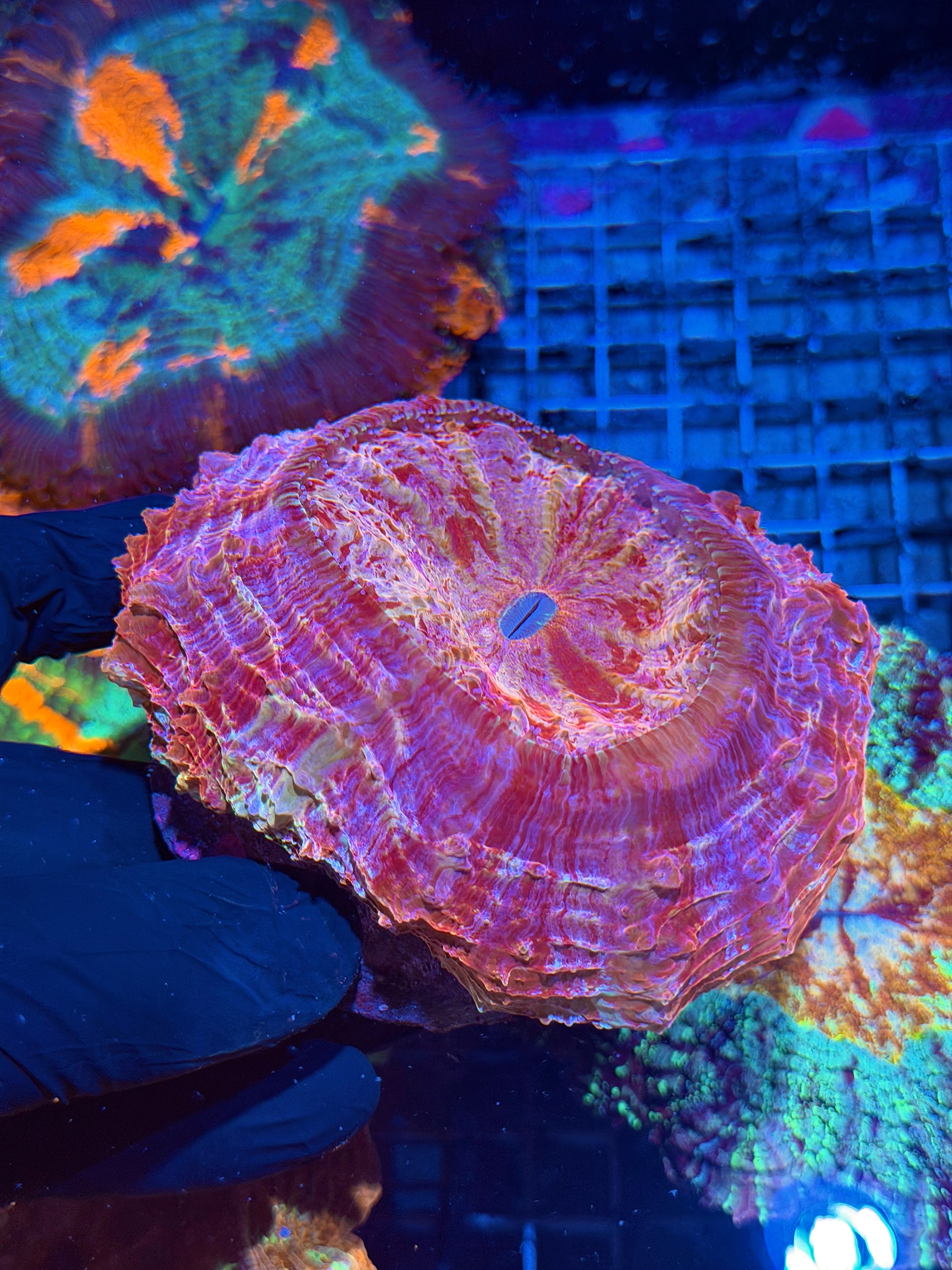Blood Splatter Acanthophyllia Meat Coral XL