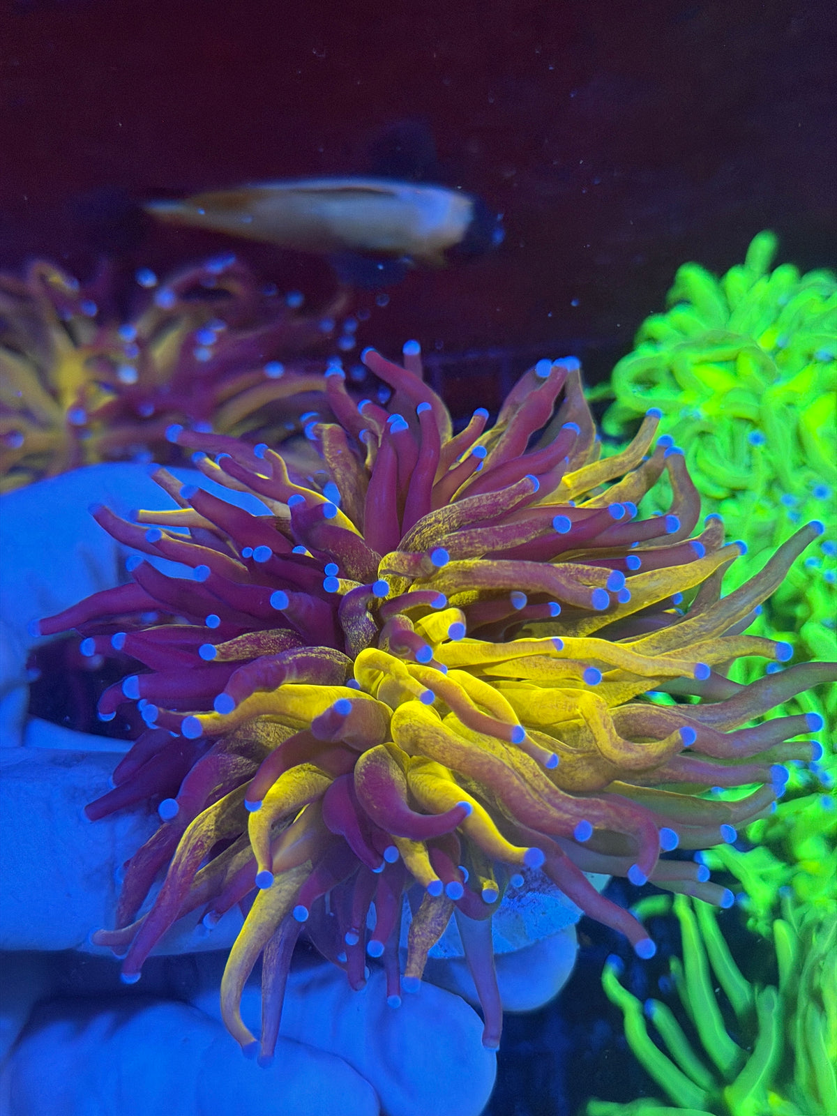 JEA Grafted Orange Tiger Torch Coral 1 XXL Head Splitting *Collectors Piece* 9/28