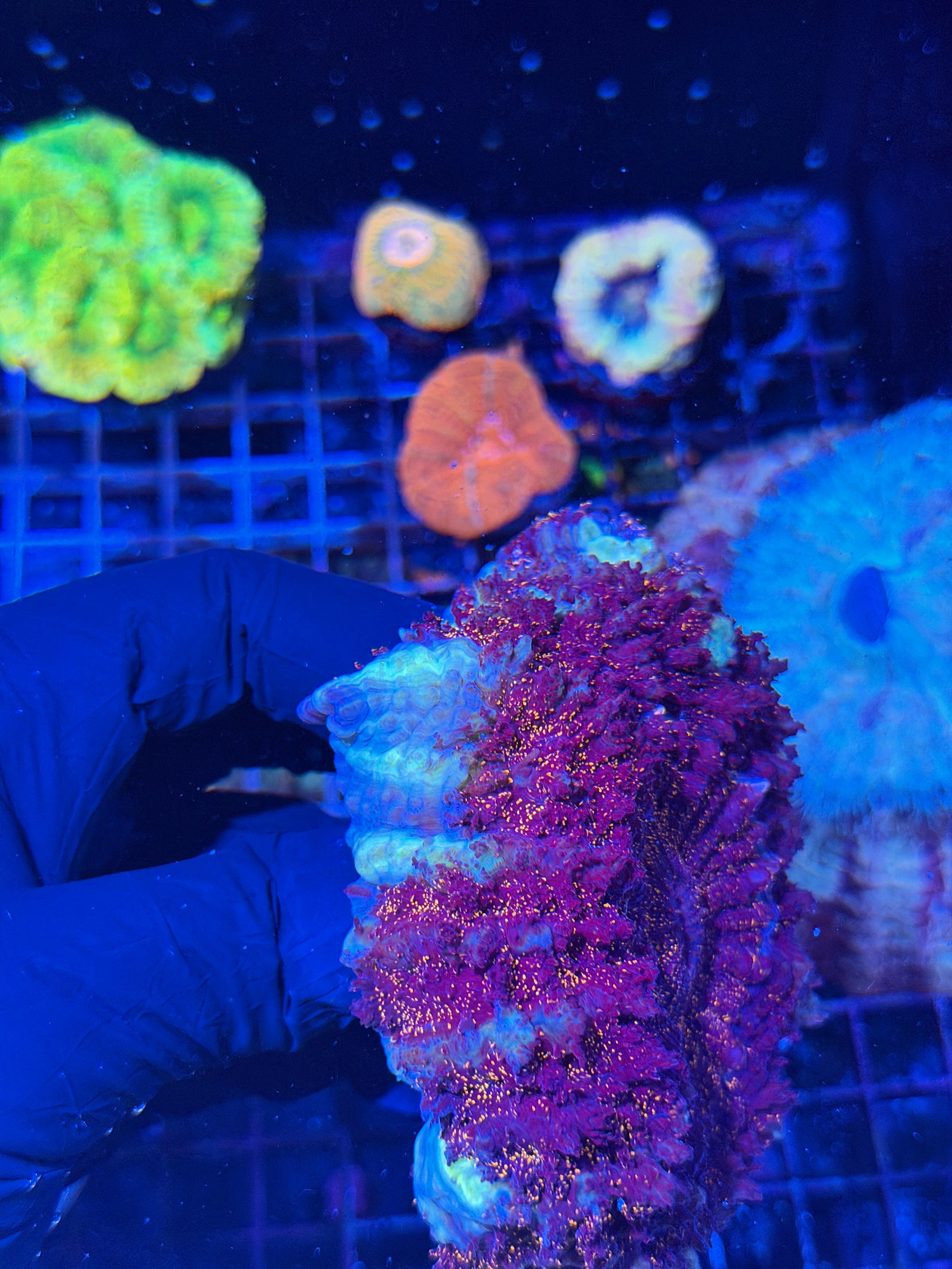 Red Glitter White Rim Acanthophyllia Meat Coral XL