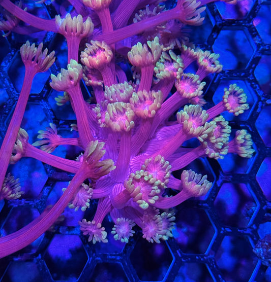 Care Bears Goniopora Coral