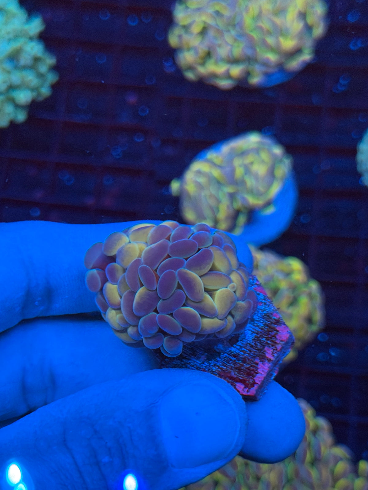 JEA Orange Holo Hammer Coral 2 Heads Splitting 9/21