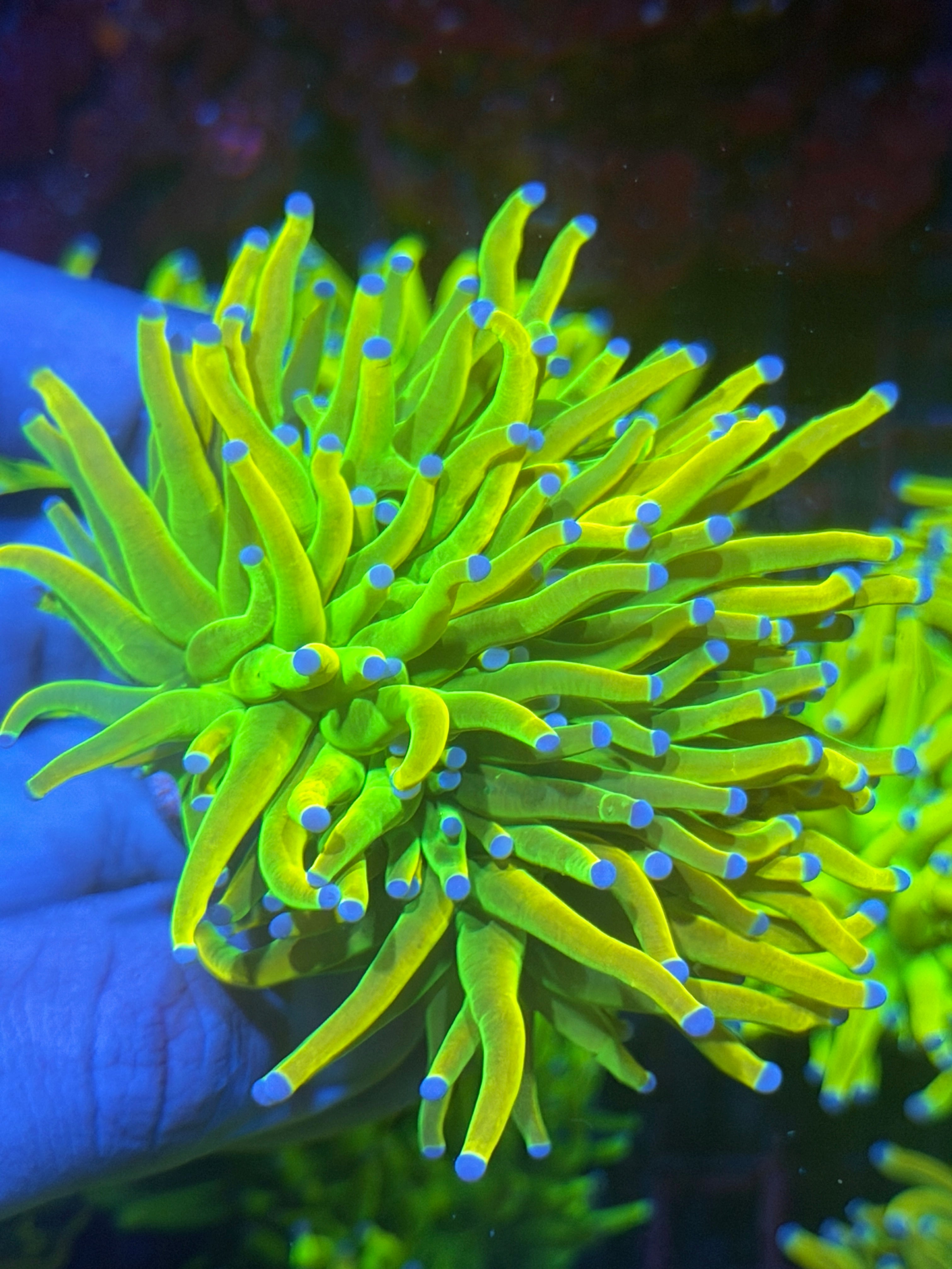 JEA Holy Grail Torch Coral 2 Heads Splitting XXL 11/3-
