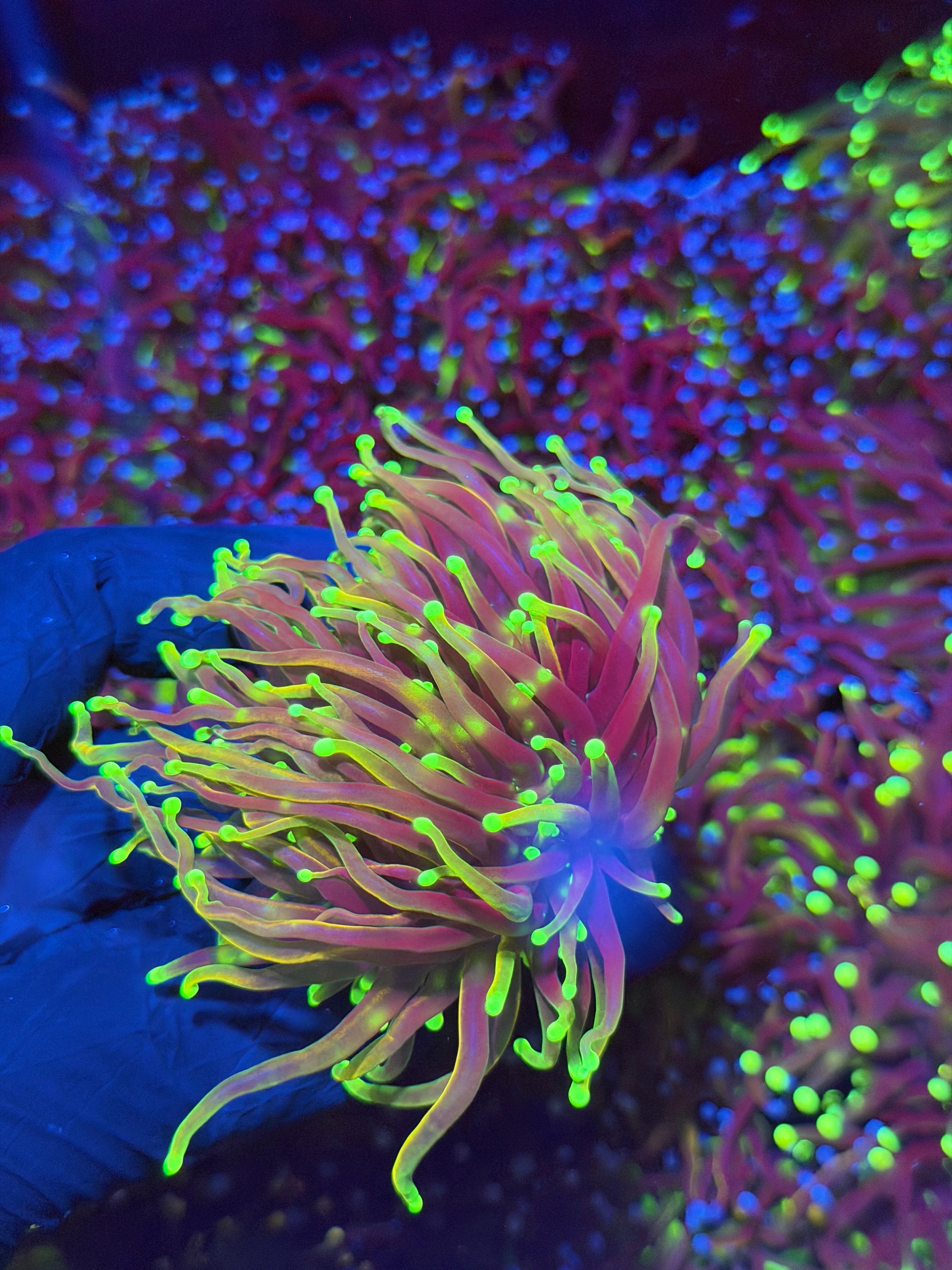 JEA Dragon Fire Torch Coral 2  Heads XL (Copy)