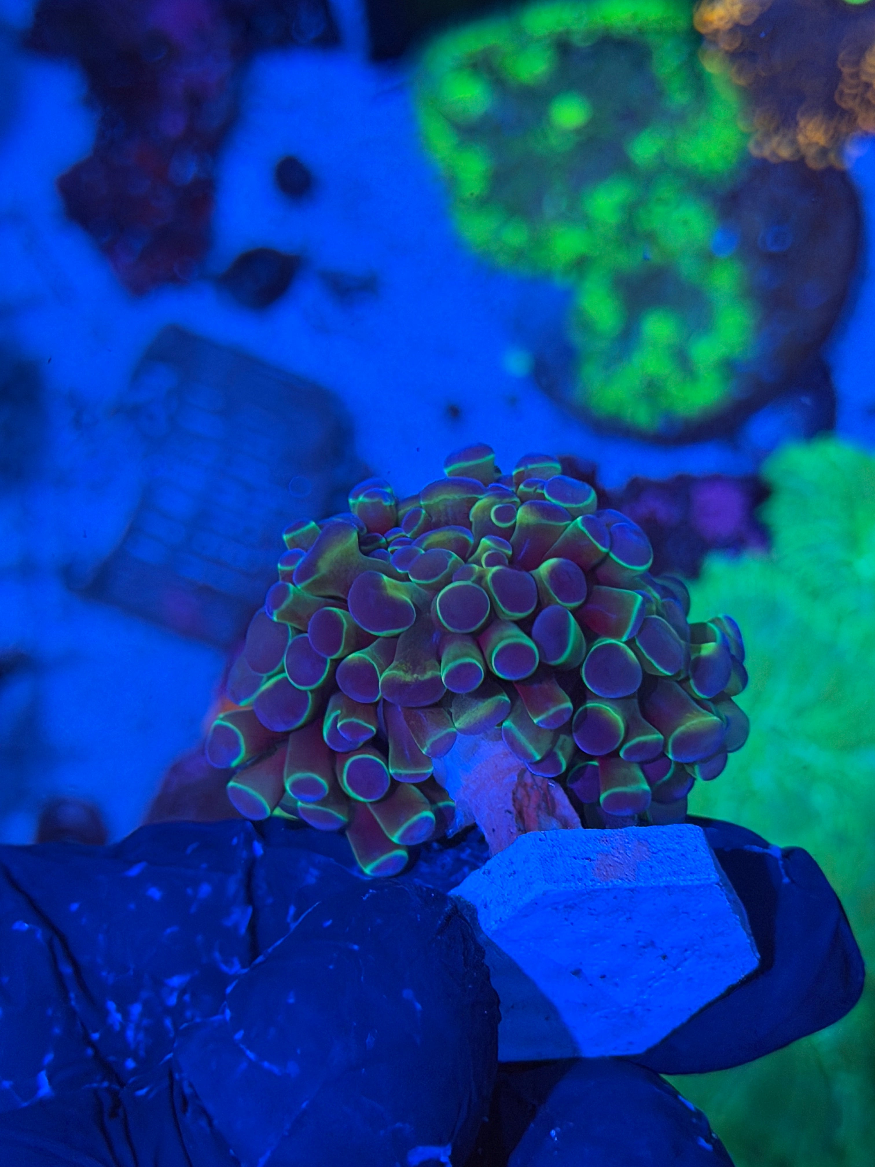 JEA Hologram Hammer Coral Splitting to 3 XL