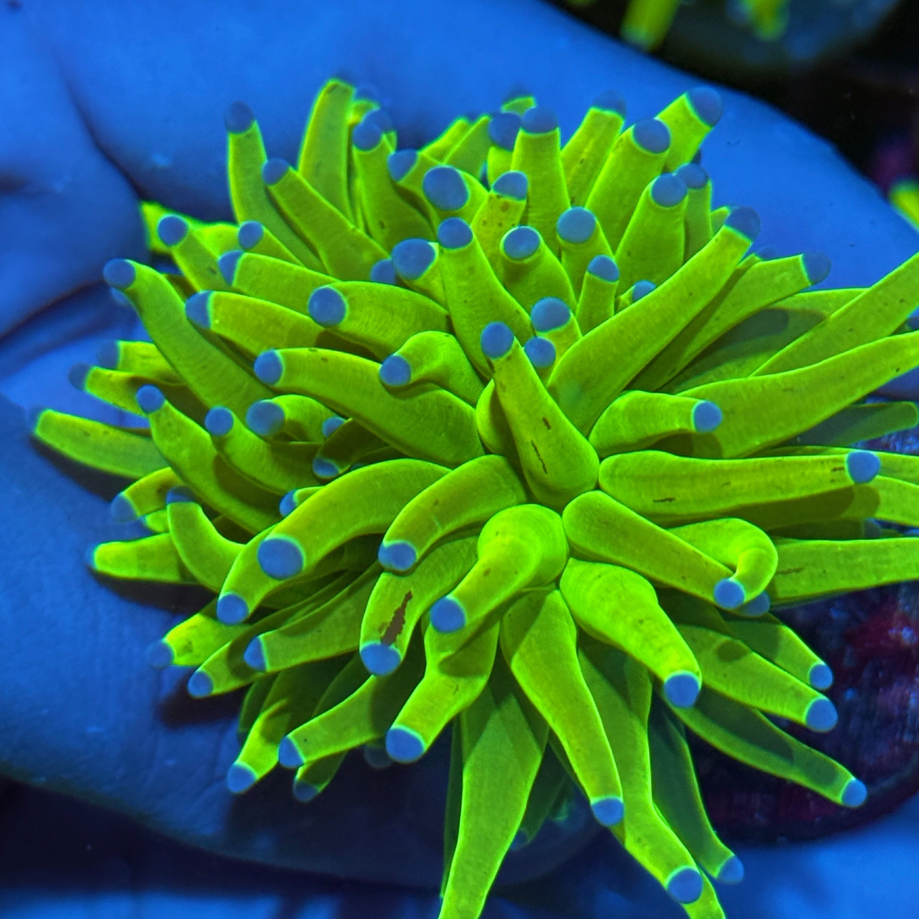 JEA Grafted Tentacle Malaysian Holy Grail Torch Coral