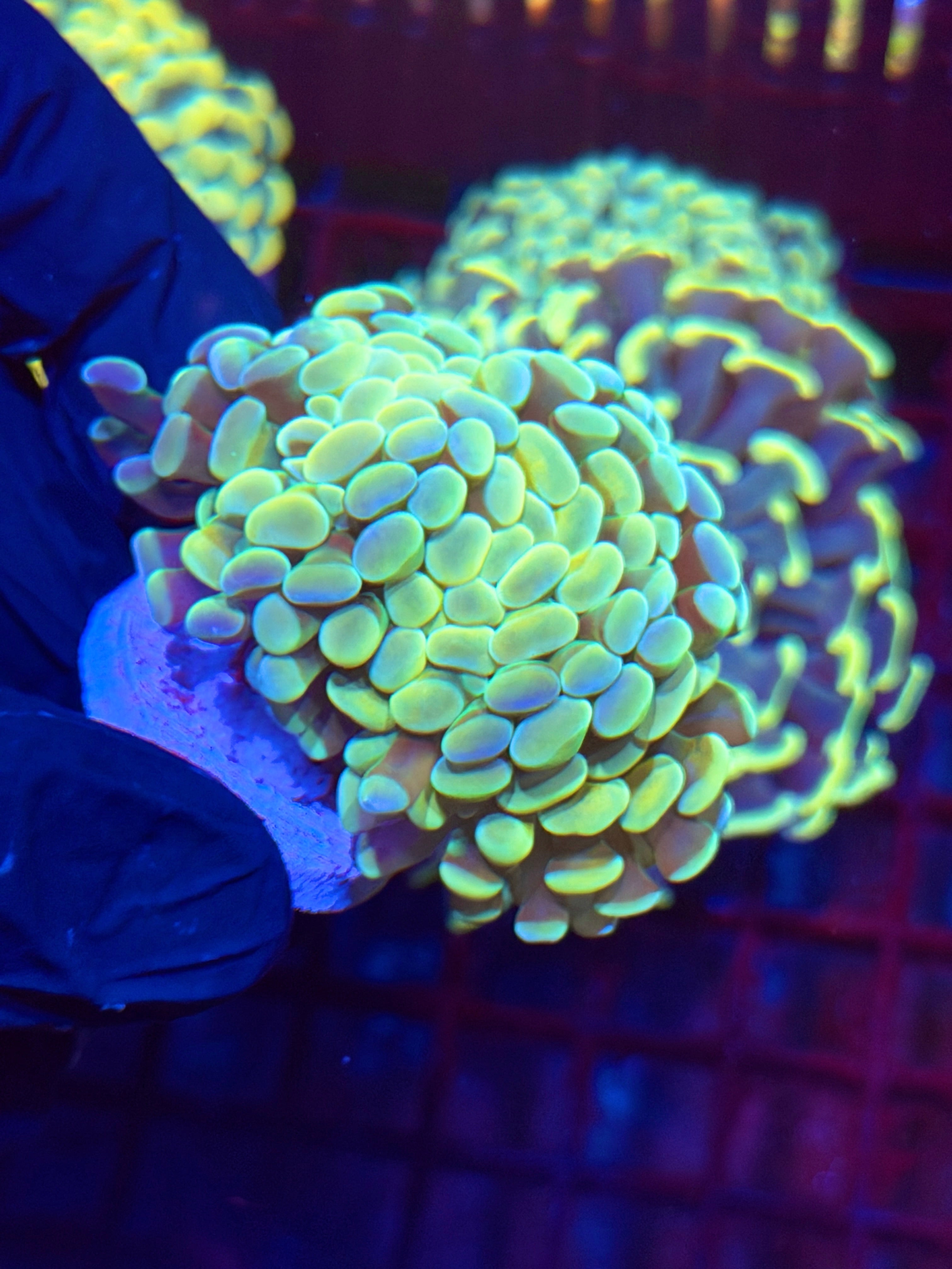 JEA Warheads Hammer Coral 3 Heads Splitting XL 11/3