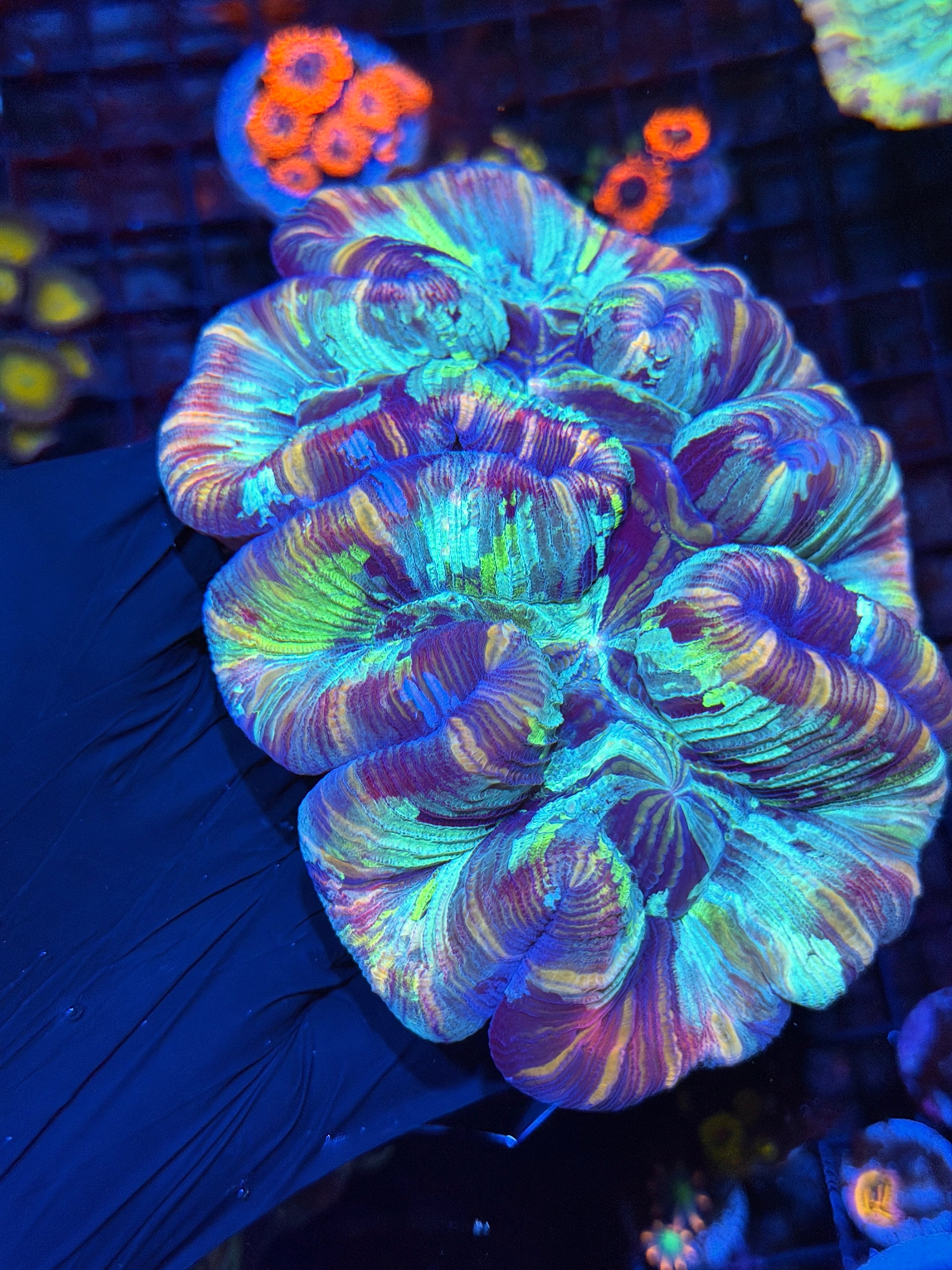 Insane Striped Rainbow Trachyphyllia Meat Coral XL