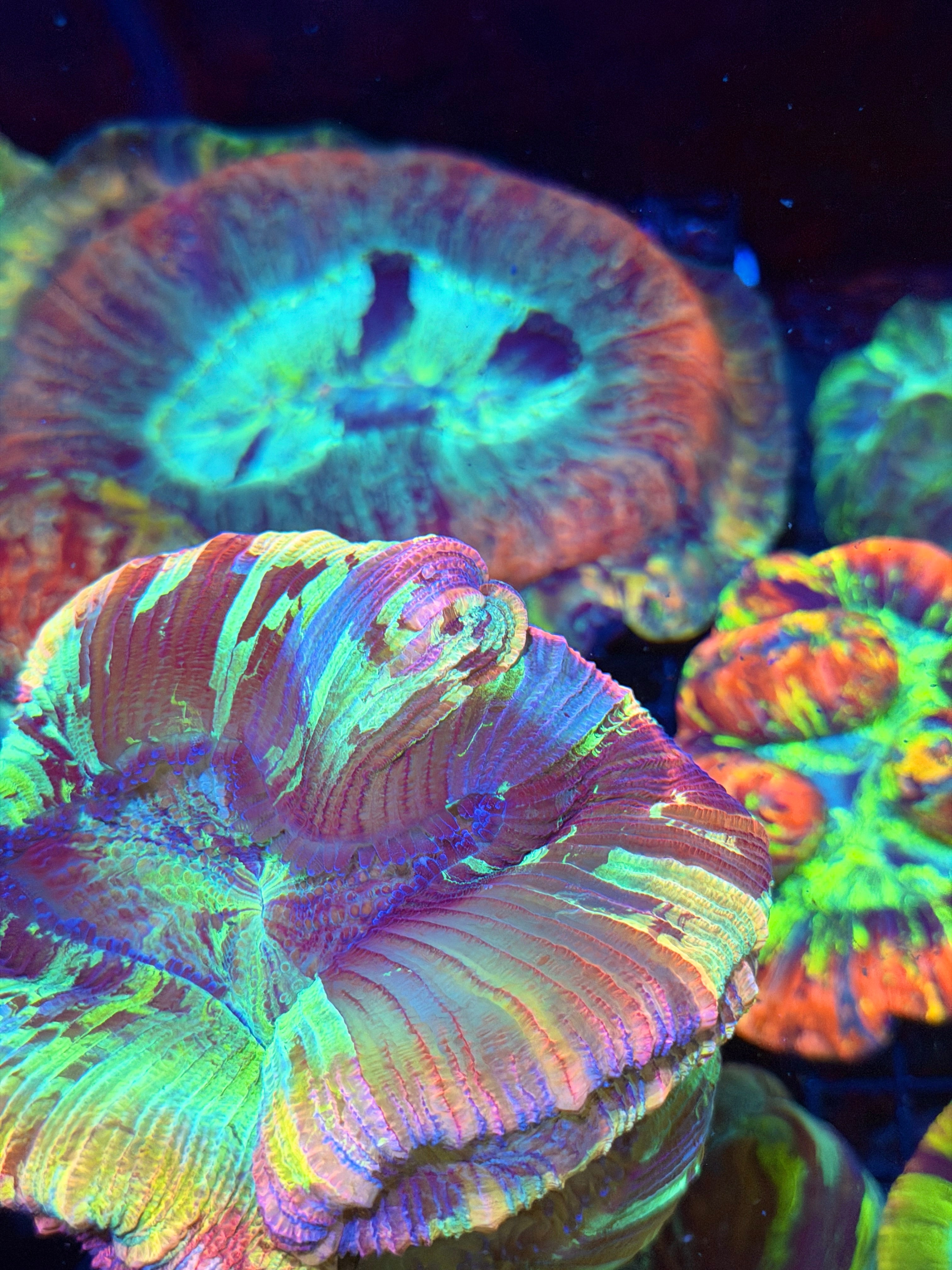 Pastel Rainbow Trachyphyllia Meat Coral XXL Show Size