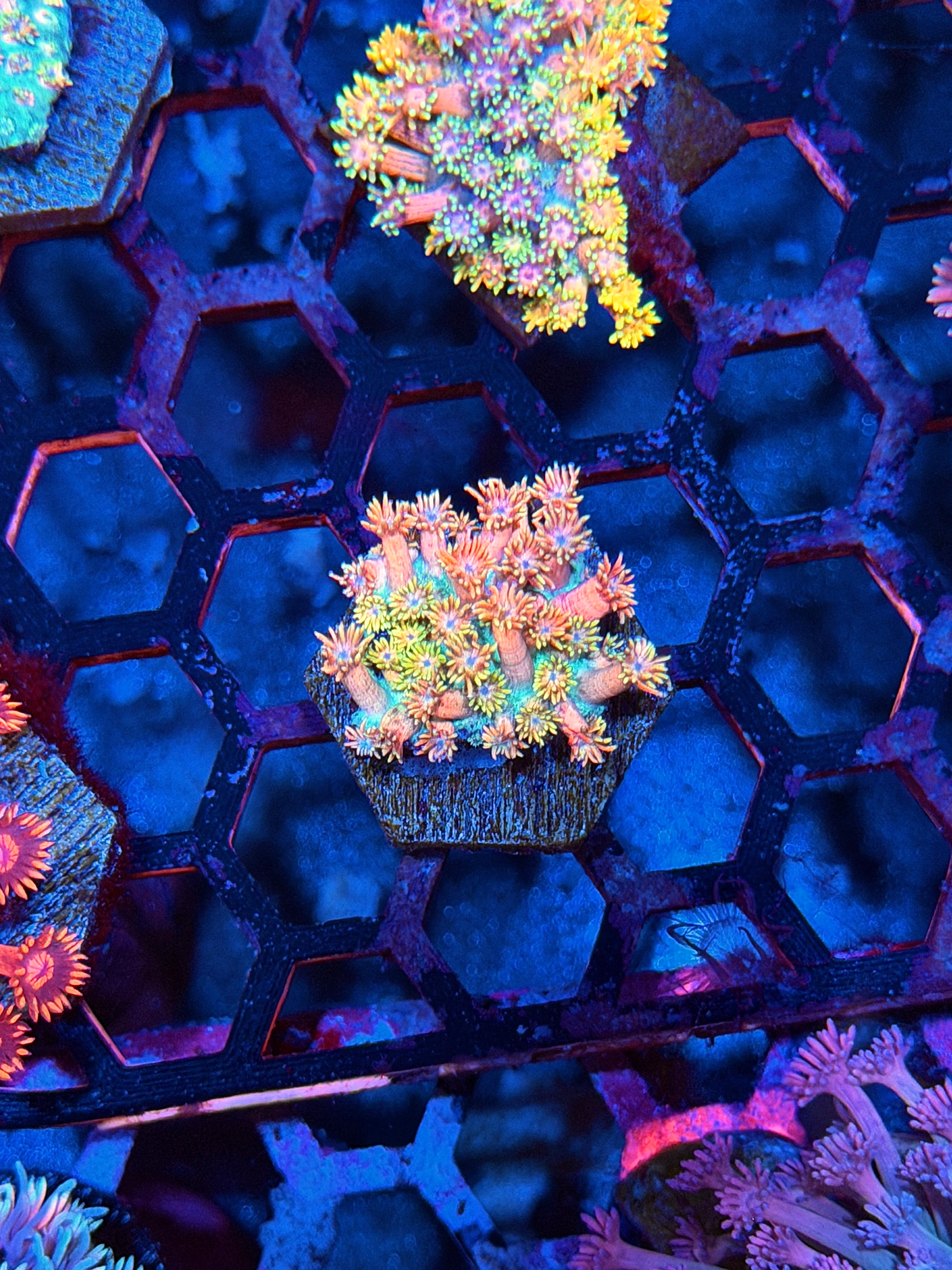 JEA Strawberry Milkshake Goniopora Coral