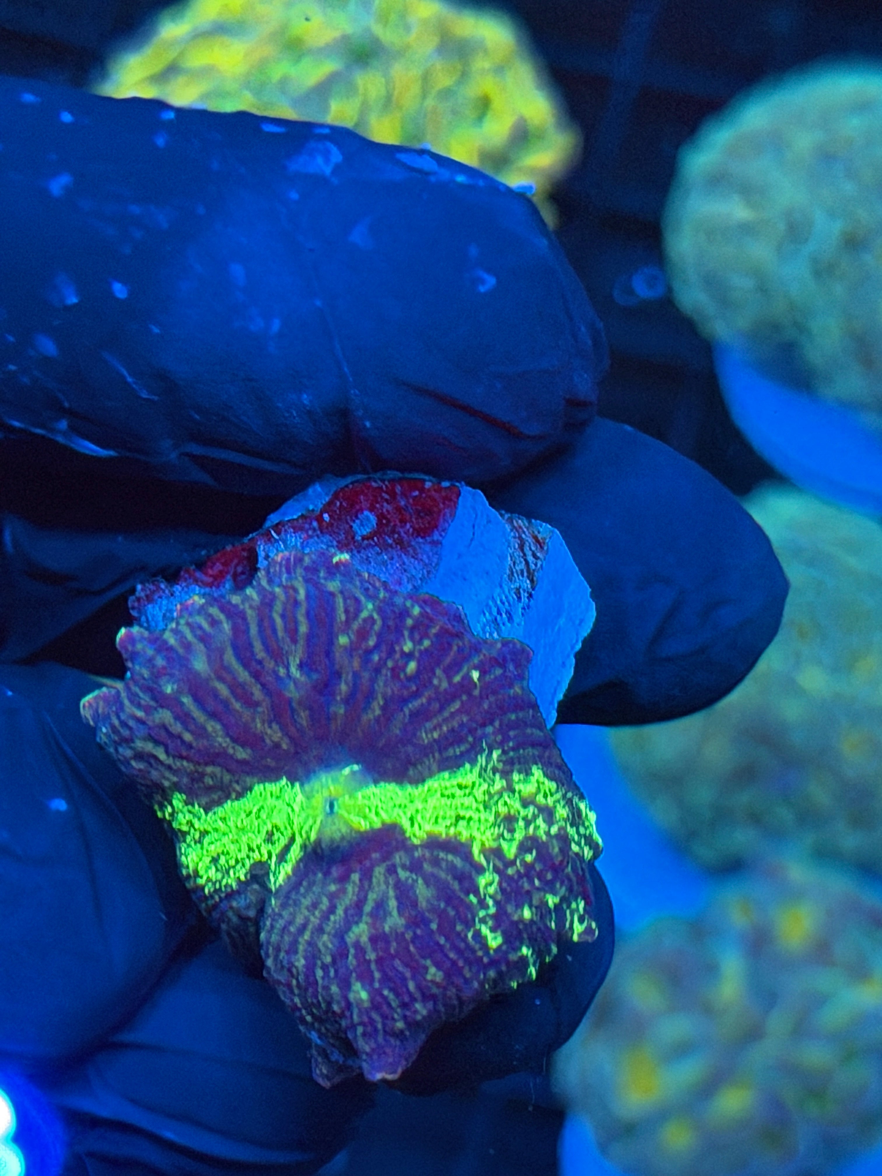 JEA Acid Trip Jawbreaker Mushroom Coral Collectors Piece 9/6