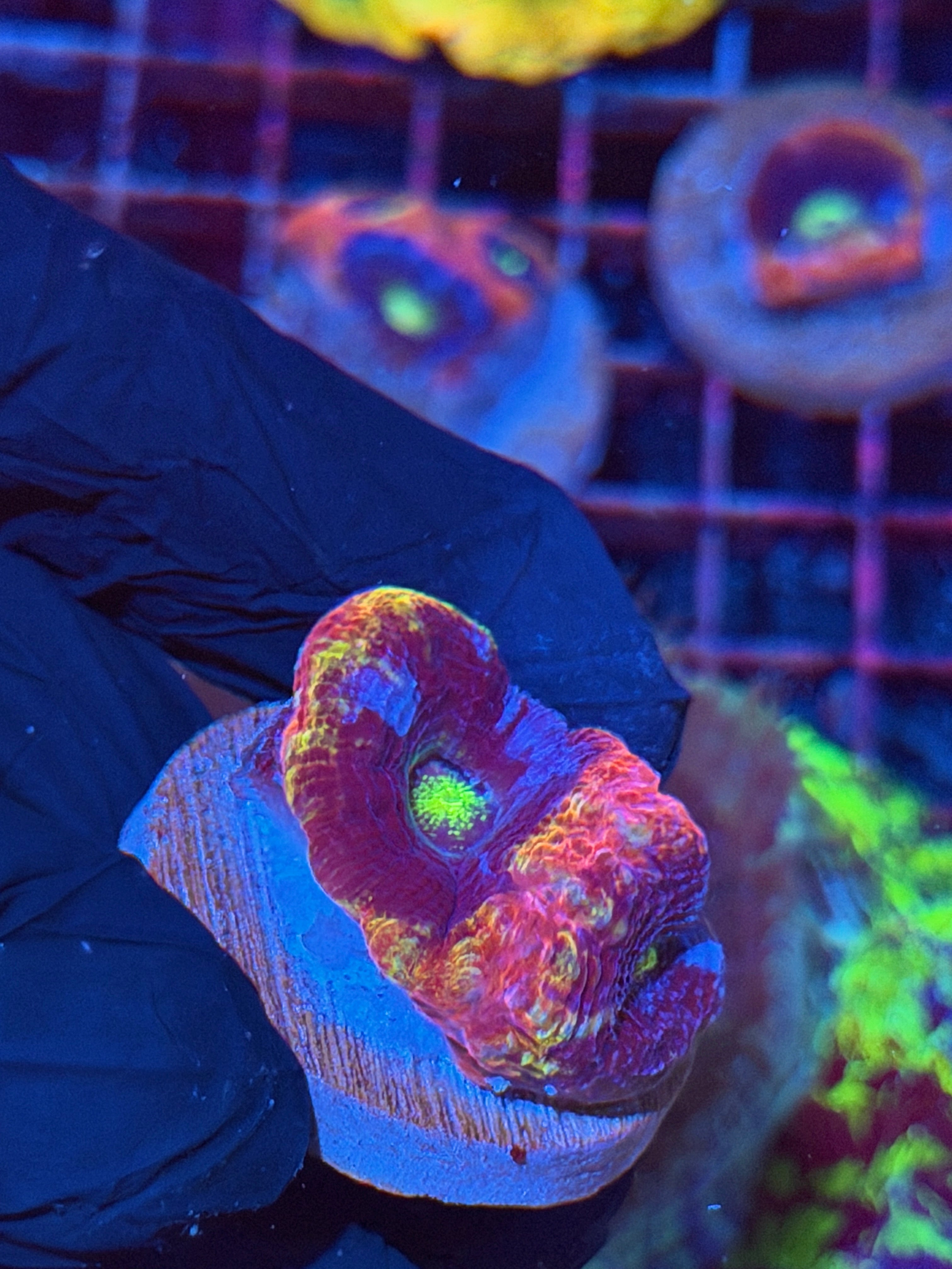 JEA Rainbow Master Bowerbanki Coral 2 Heads XL *Rare* 8/29