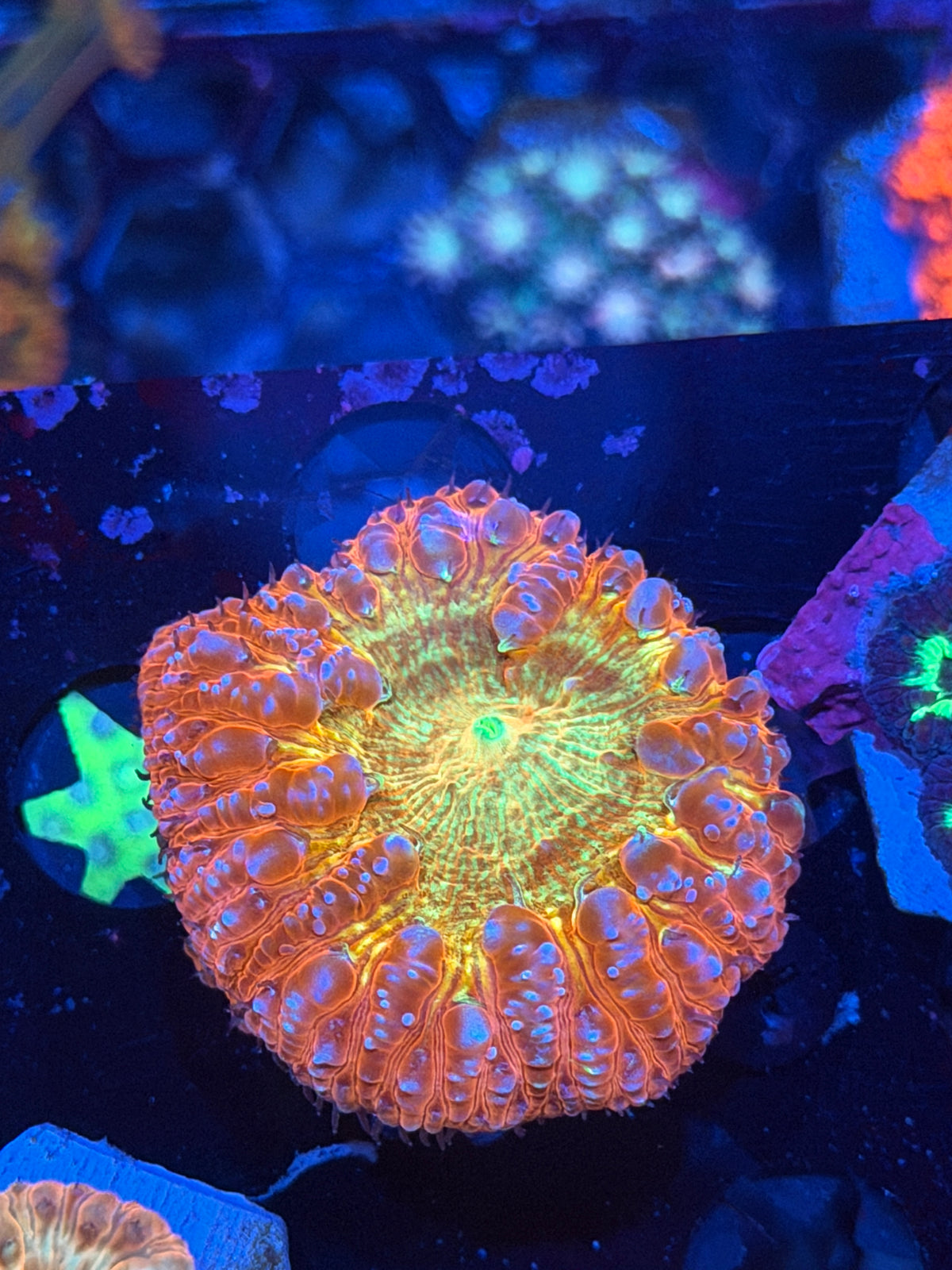 JEA Bushido Blastomussa Coral 1 XXL Head (Comes From Grafted Colony)