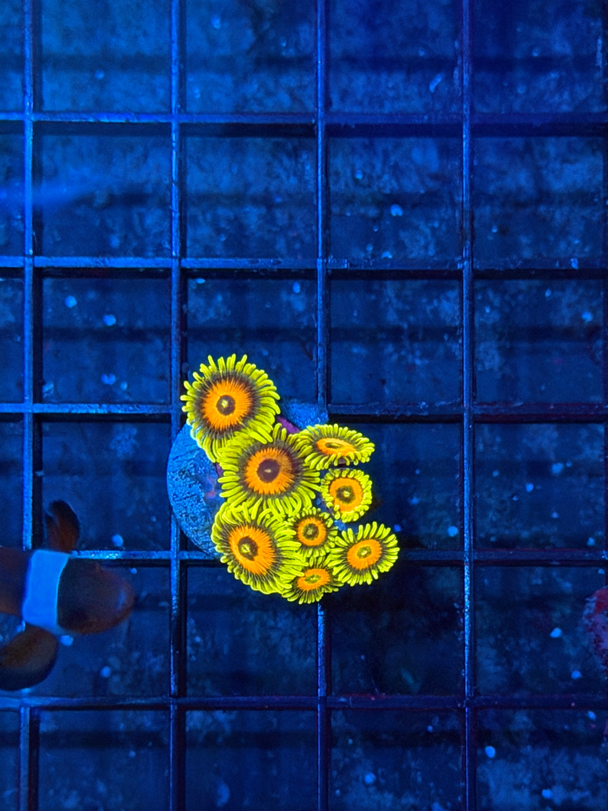 JEA Super Saiyan Zoanthid Coral 8 Polyps Bright 9/22