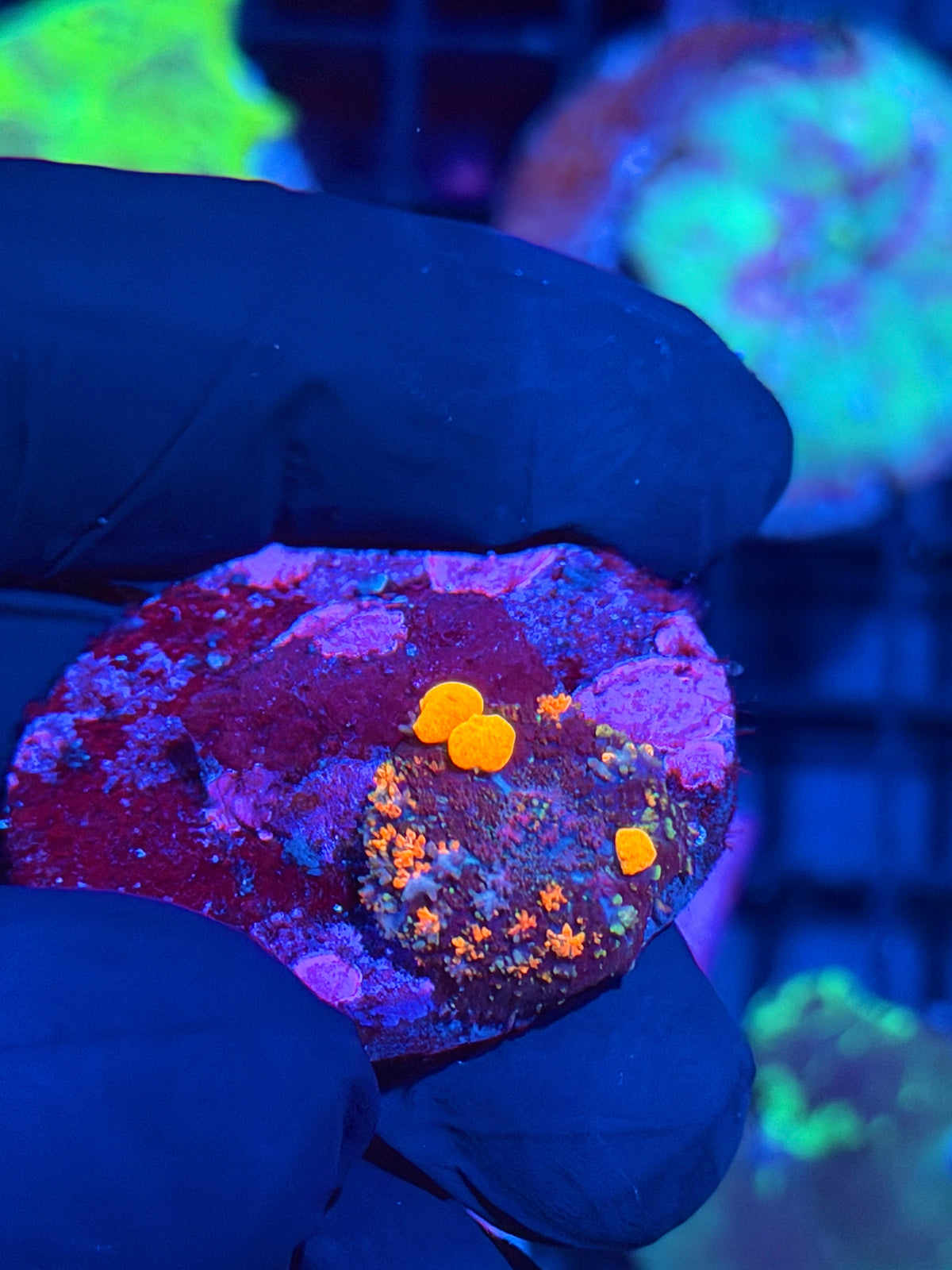 JEA POP Rocks Bounce Mushroom Coral 9/27