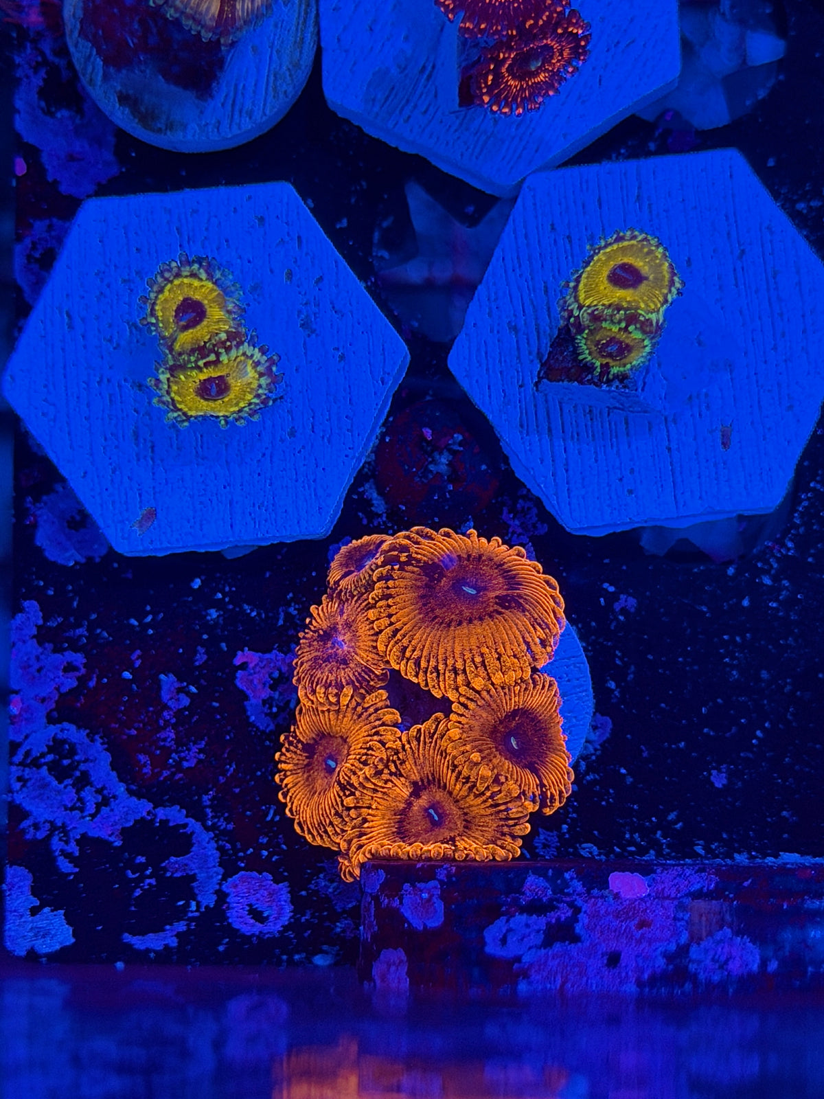 JEA Darth Maul Zoanthid 6 Polyps
