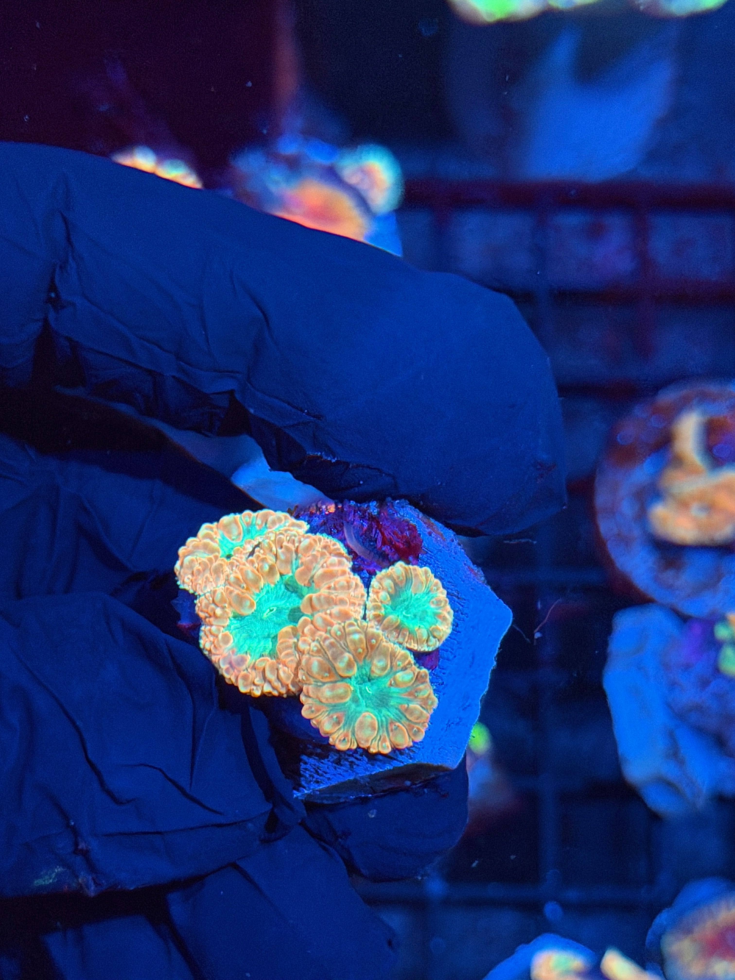 JEA Creamsicle Blastomussa Coral 4 Heads