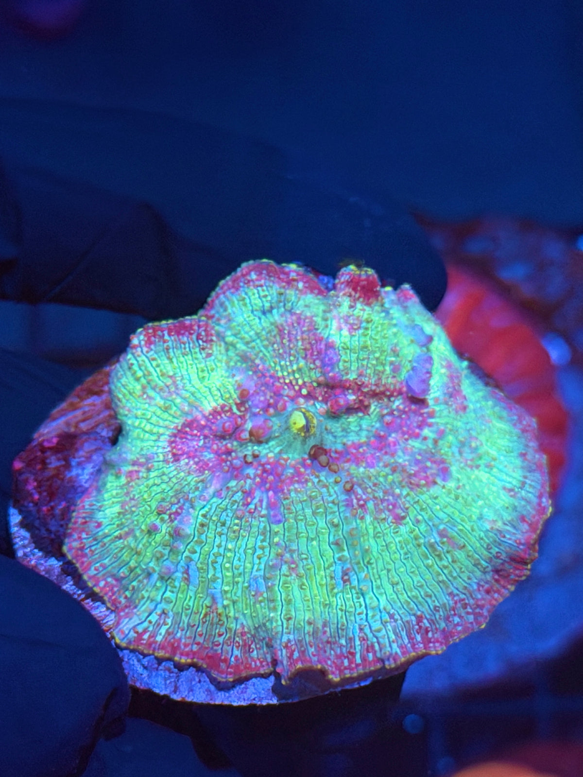 JEA Rainbow Jawbreaker Mushroom coral XXL 9/28
