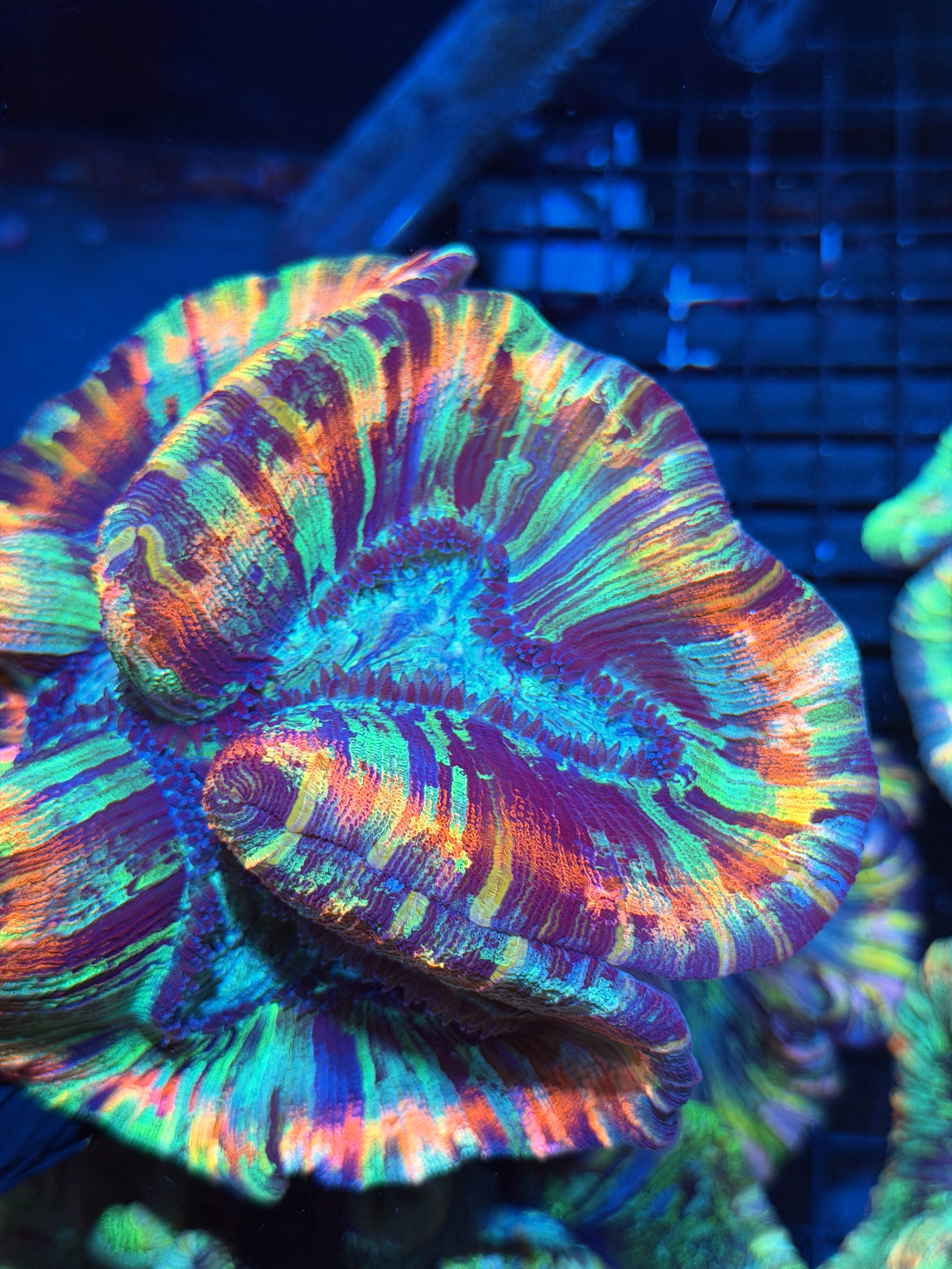 Insane Rainbow Trachyphyllia Meat Coral XXL Show Piece 6/4