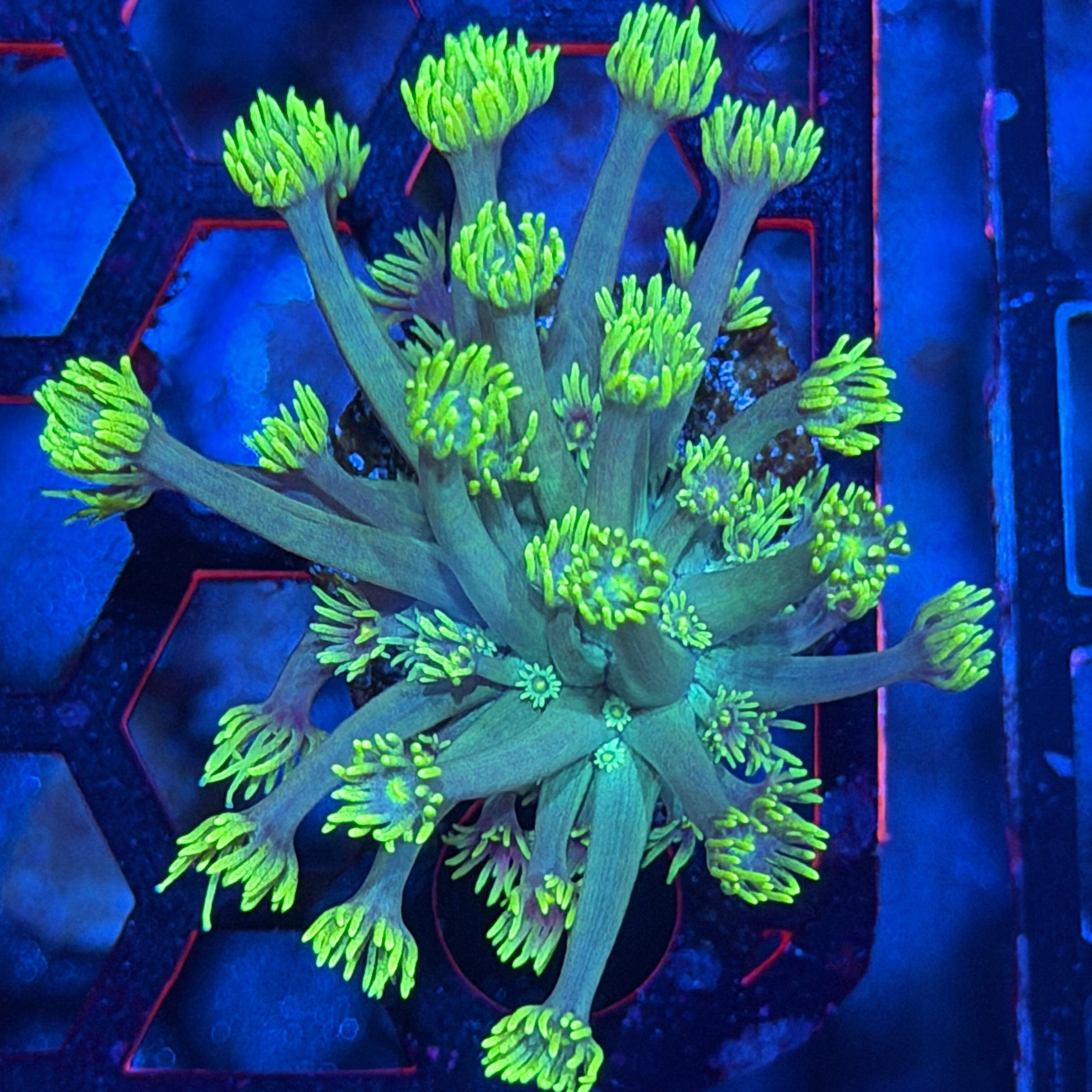 JEA Blue Dream Goniopora Coral 7/31