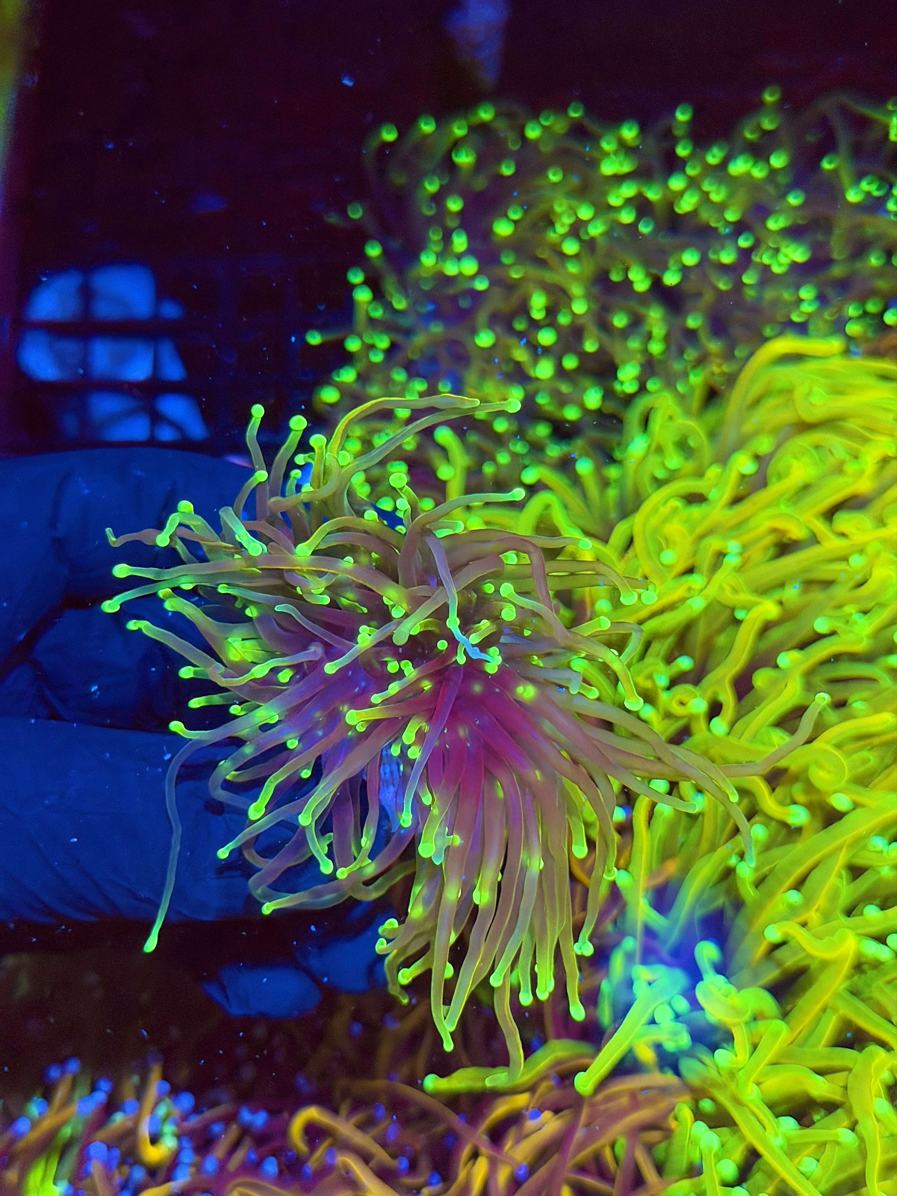 JEA Dragon Fire Torch Coral 2 XL Heads