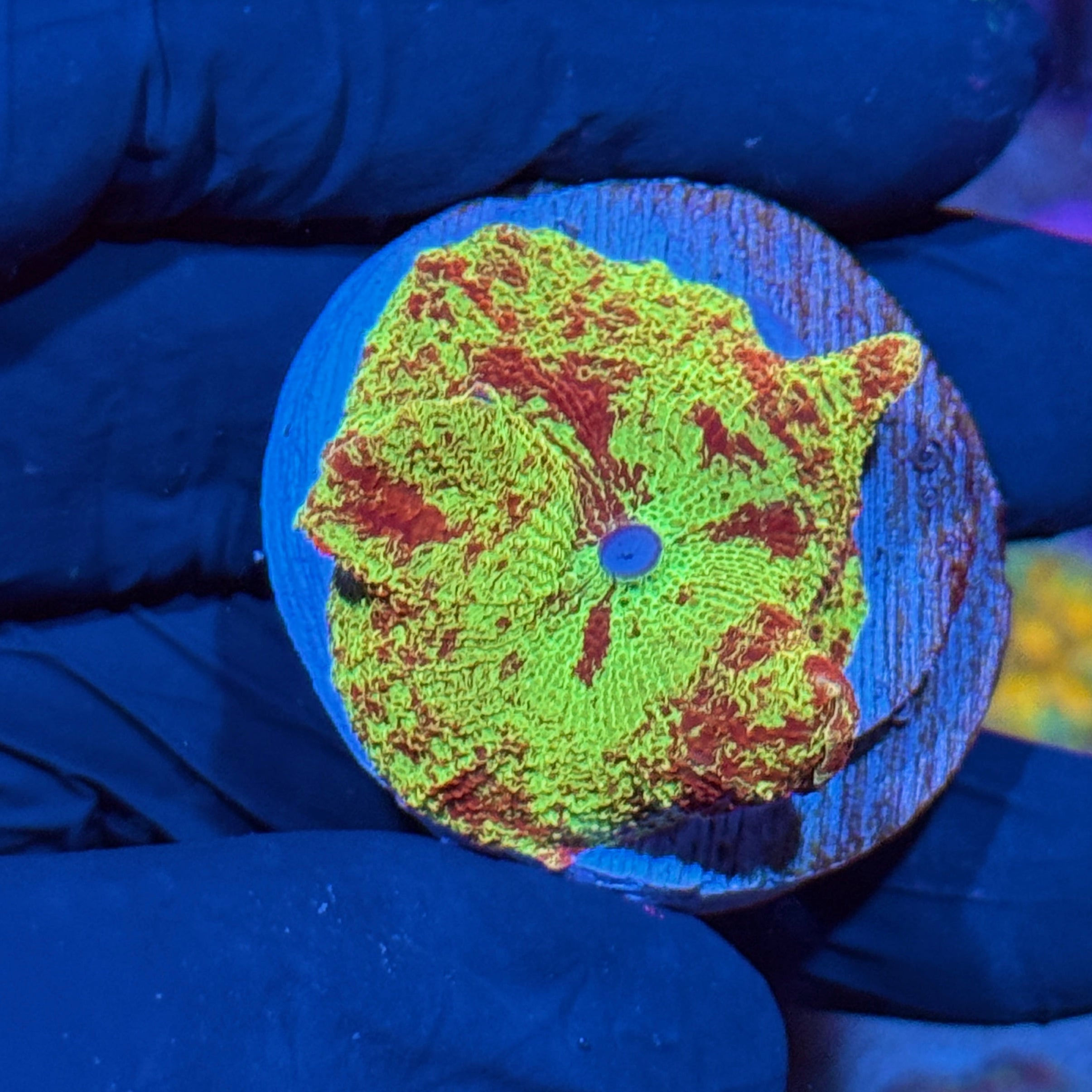 JEA Eclectus Mushroom Coral AQUACULTURED XL