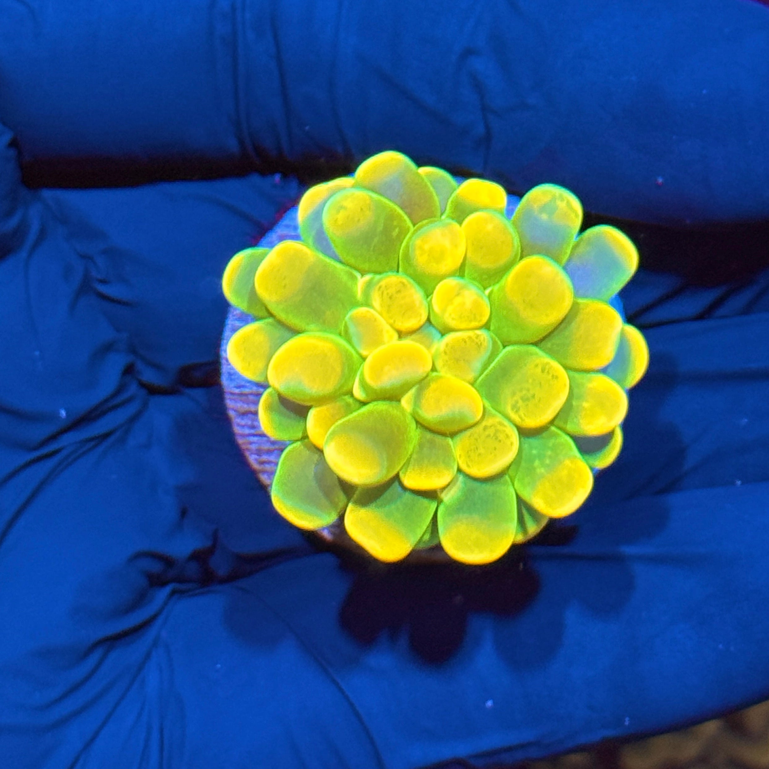 JEA Holy Grail Hammer Coral Insanely Bright AQUACULTURED 10/12