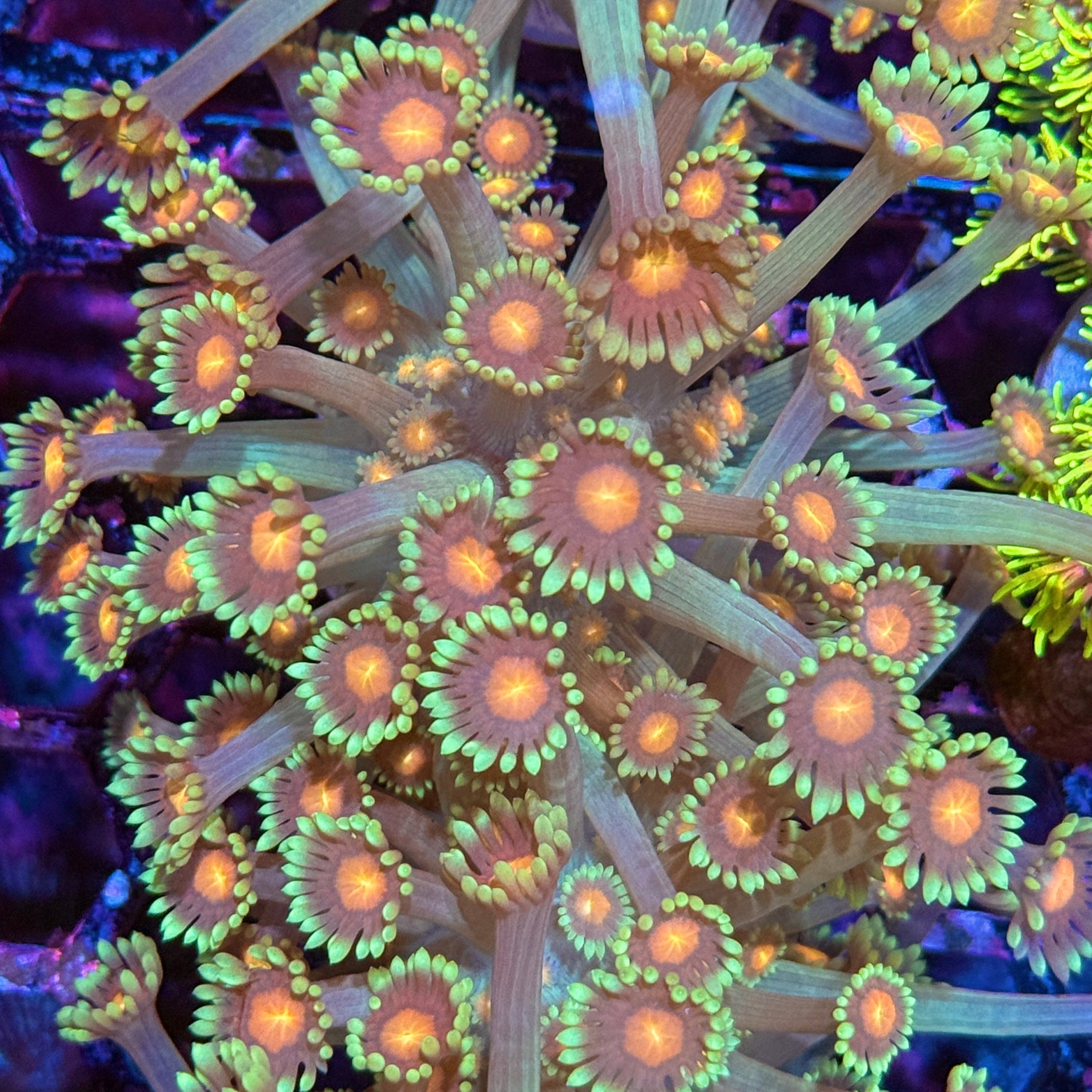 JEA Bullseye Goniopora Coral XL Frag
