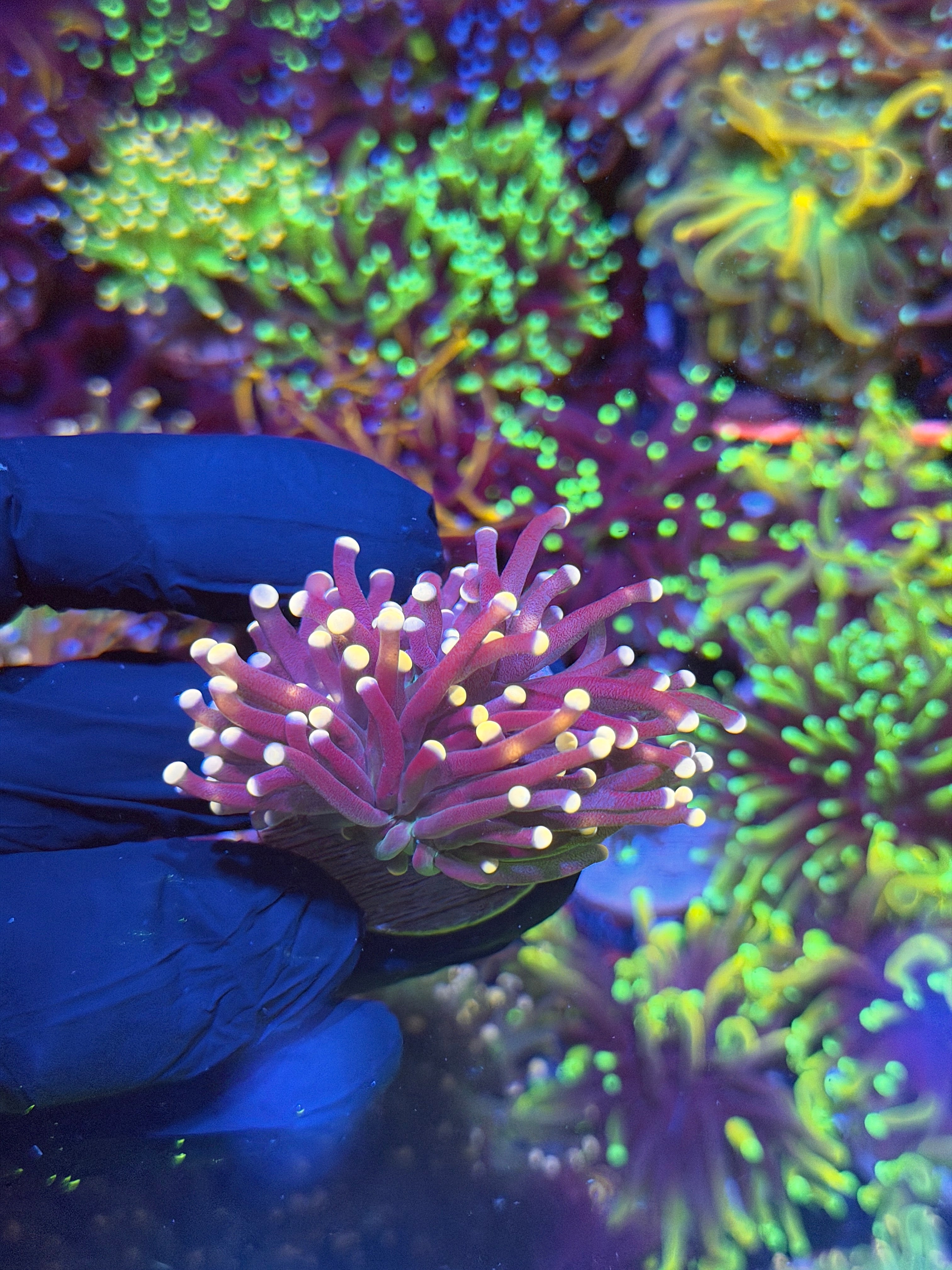JEA Malaysian Joker Torch Coral Thick Stalk 1 Heads XL 7/9