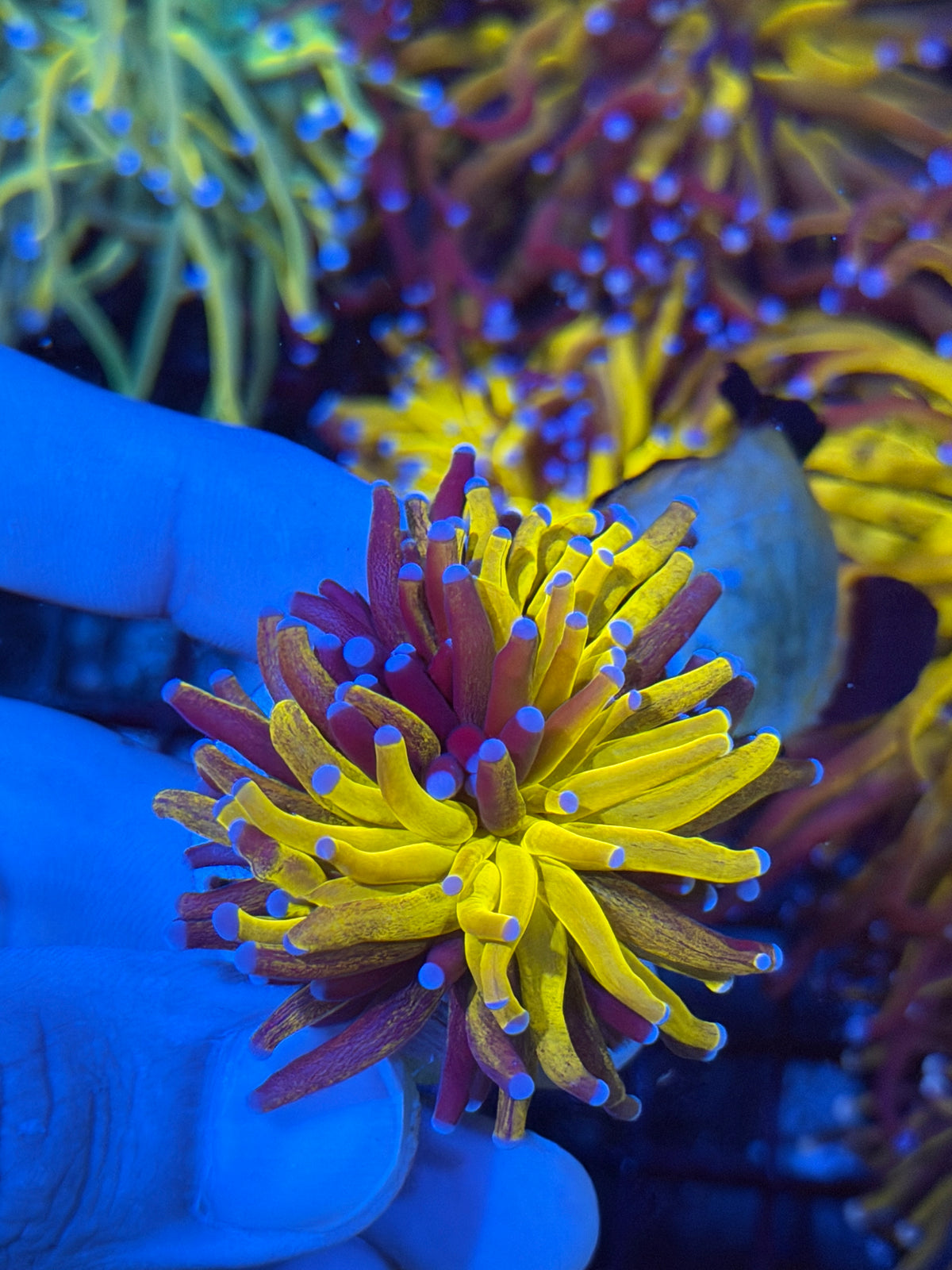 JEA Fat Stalk Grafted Orange Tiger Torch Coral 1 XL Head BRIGHT 9/21