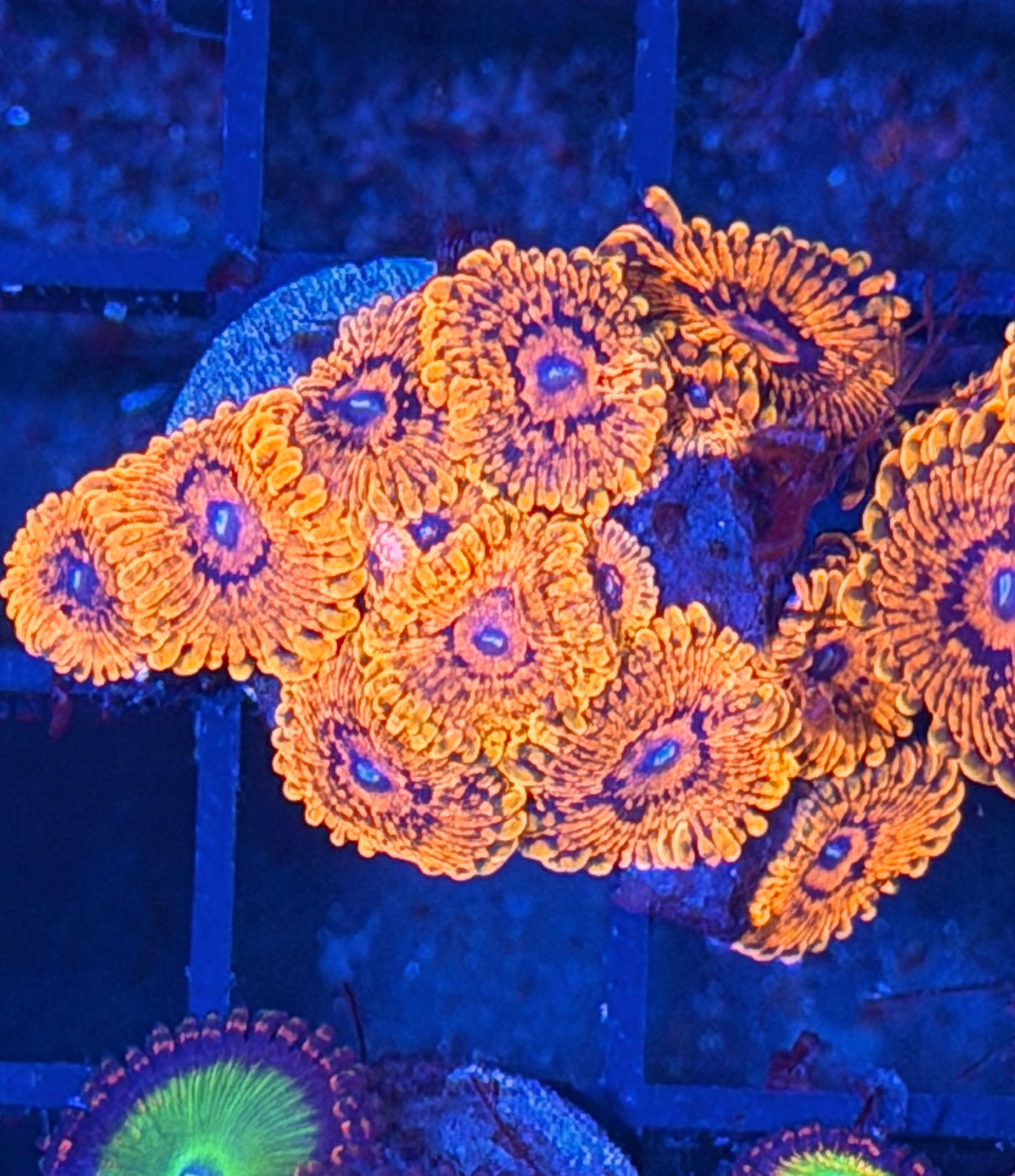 JEA Darth Maul Zoanthid mini Coral Colony 12+ Polyps 8/1