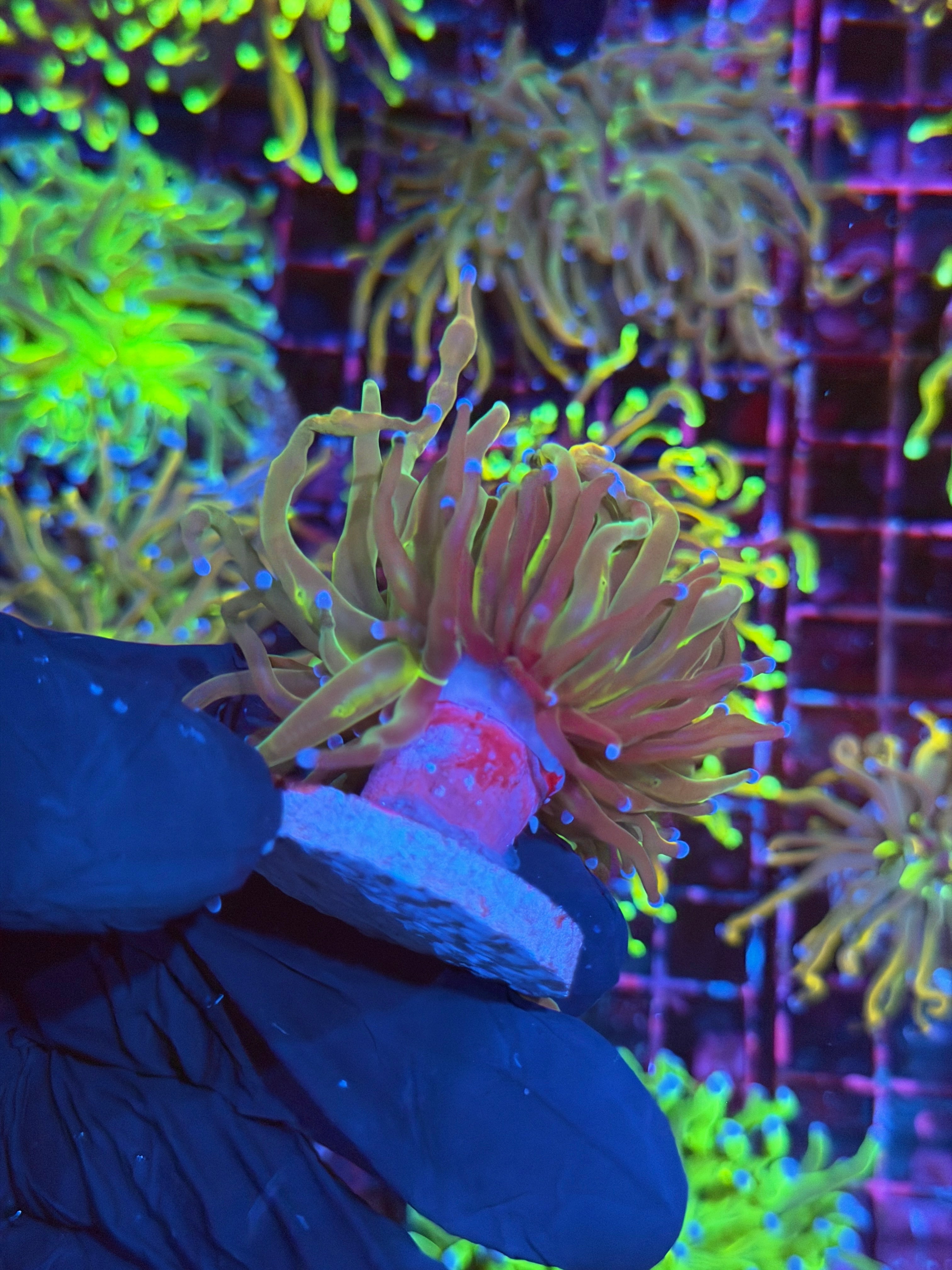 JEA Shiny Dragon Tamer Torch Coral 1 XXL Head 7/9